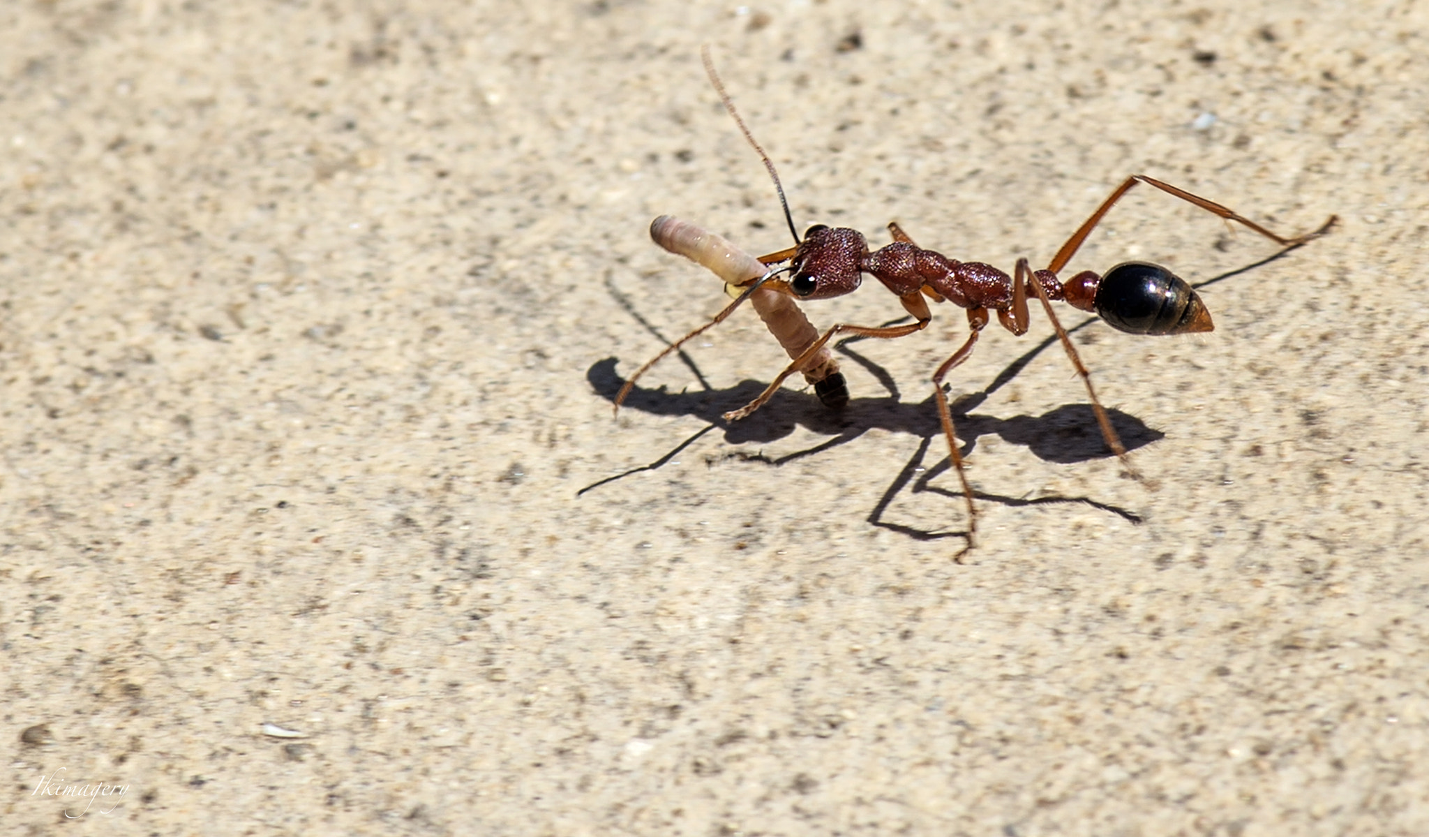 Nikon D4 sample photo. Albany bull ant wm photography