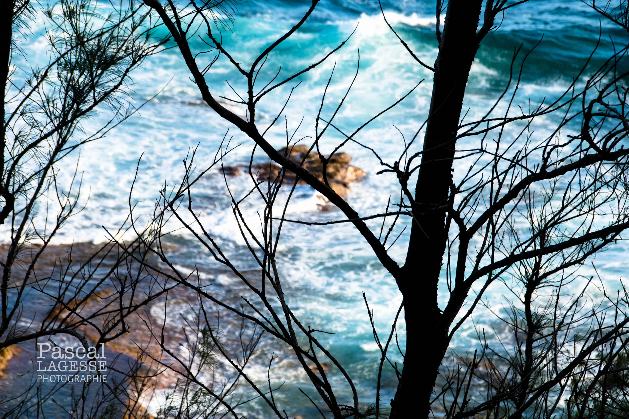 Sigma 18-250mm F3.5-6.3 DC Macro OS HSM sample photo. Rough sea behind trees photography