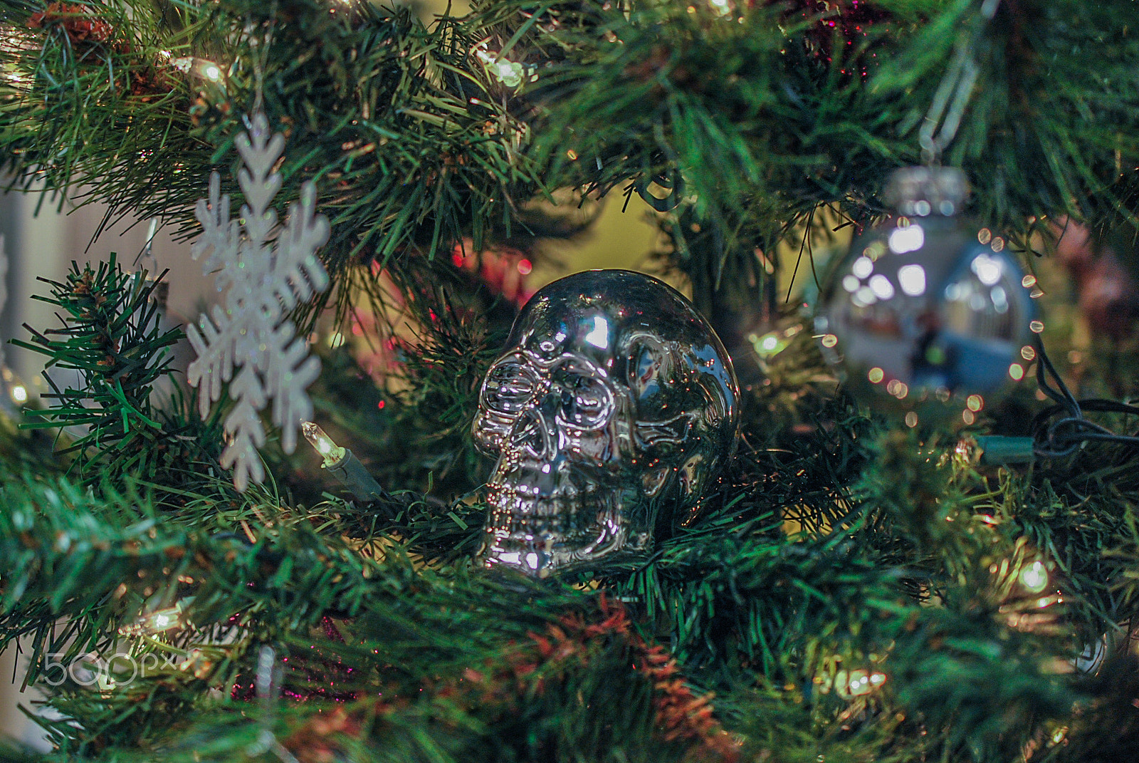Nikon AF-S DX Micro Nikkor 40mm F2.8 sample photo. Skull-bones photography