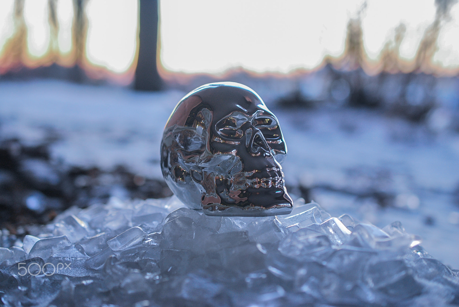 Nikon AF-S DX Micro Nikkor 40mm F2.8 sample photo. Skull-bones photography