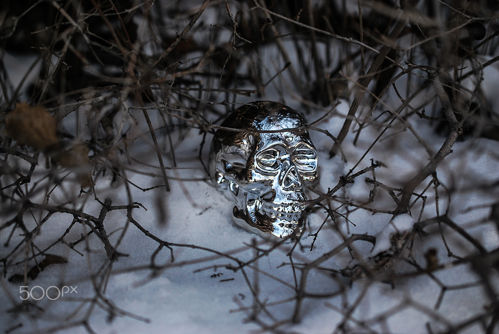Nikon AF-S DX Micro Nikkor 40mm F2.8 sample photo. Skull-bones photography