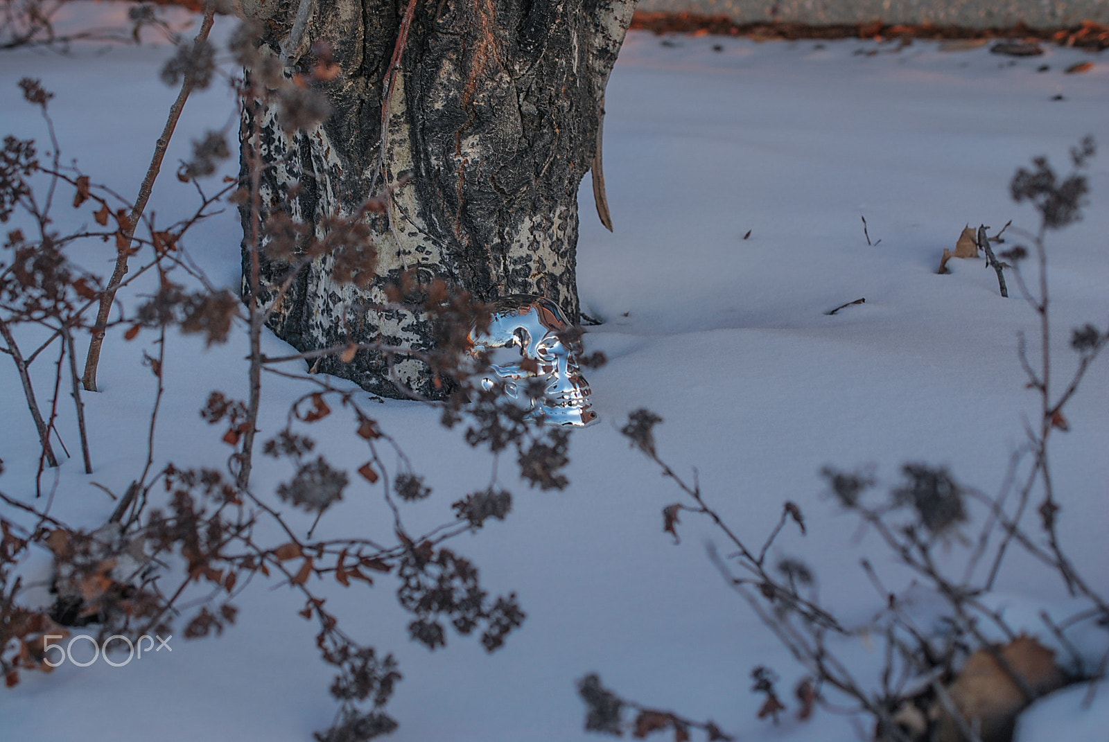 Nikon AF-S DX Micro Nikkor 40mm F2.8 sample photo. Skull-bones photography