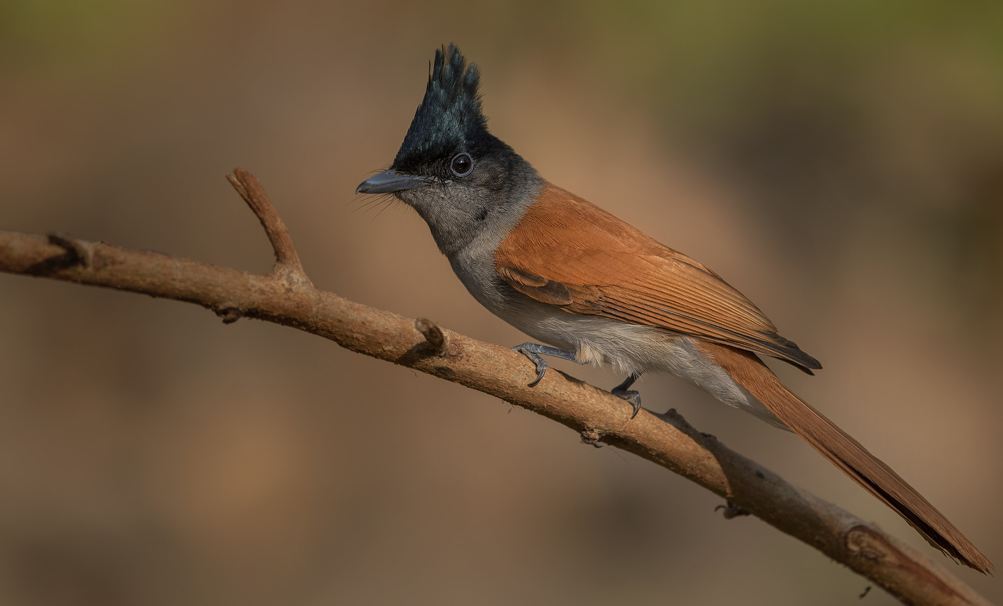 Nikon D750 + Nikon AF-S Nikkor 500mm F4G ED VR sample photo. Asian paradise flycatcher photography