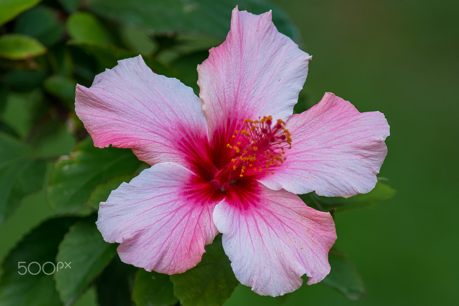 AF Nikkor 300mm f/4 IF-ED sample photo. Pink photography