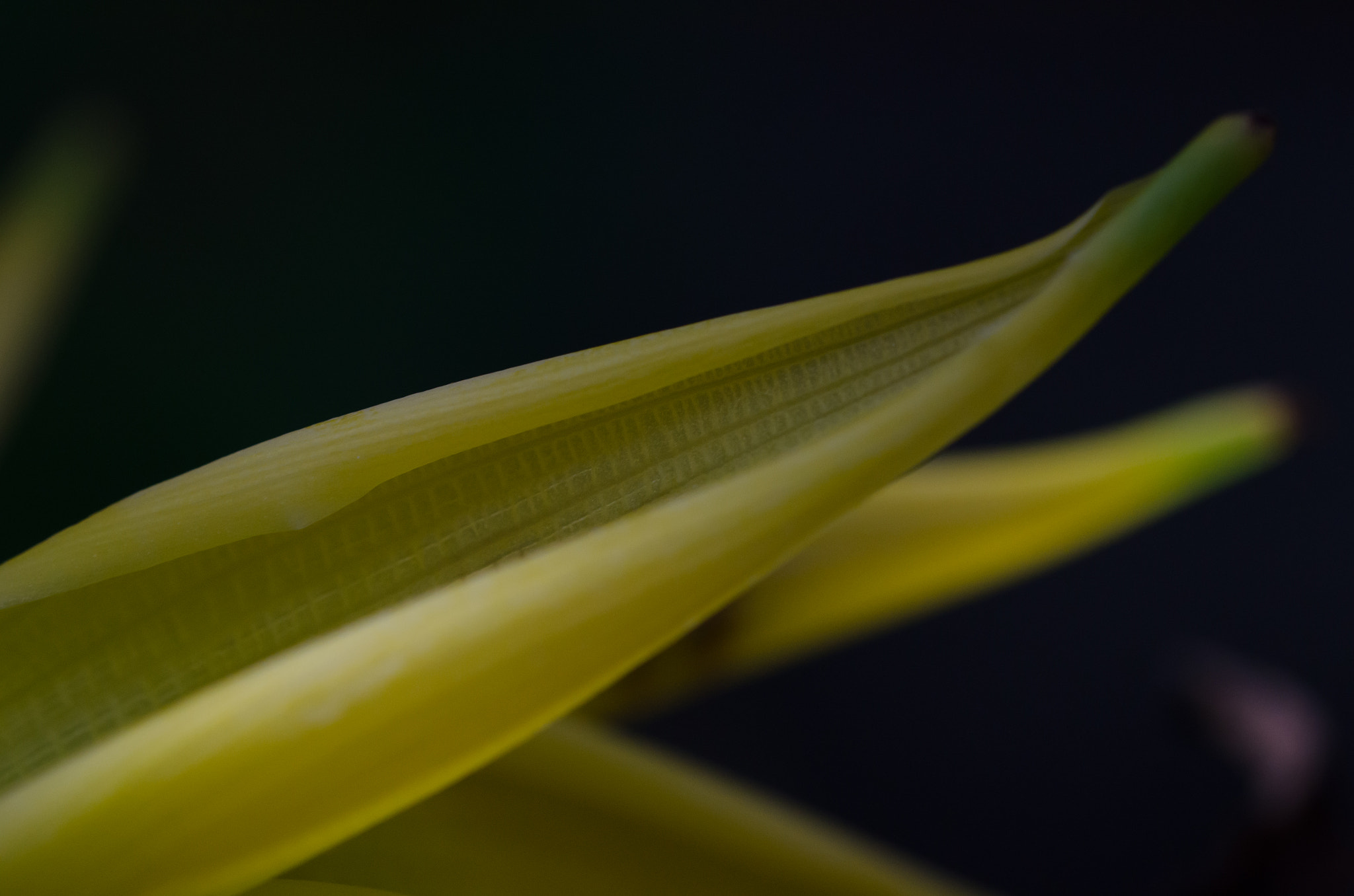 Nikon D5100 + Sigma 150mm F2.8 EX DG OS Macro HSM sample photo. Leaf photography