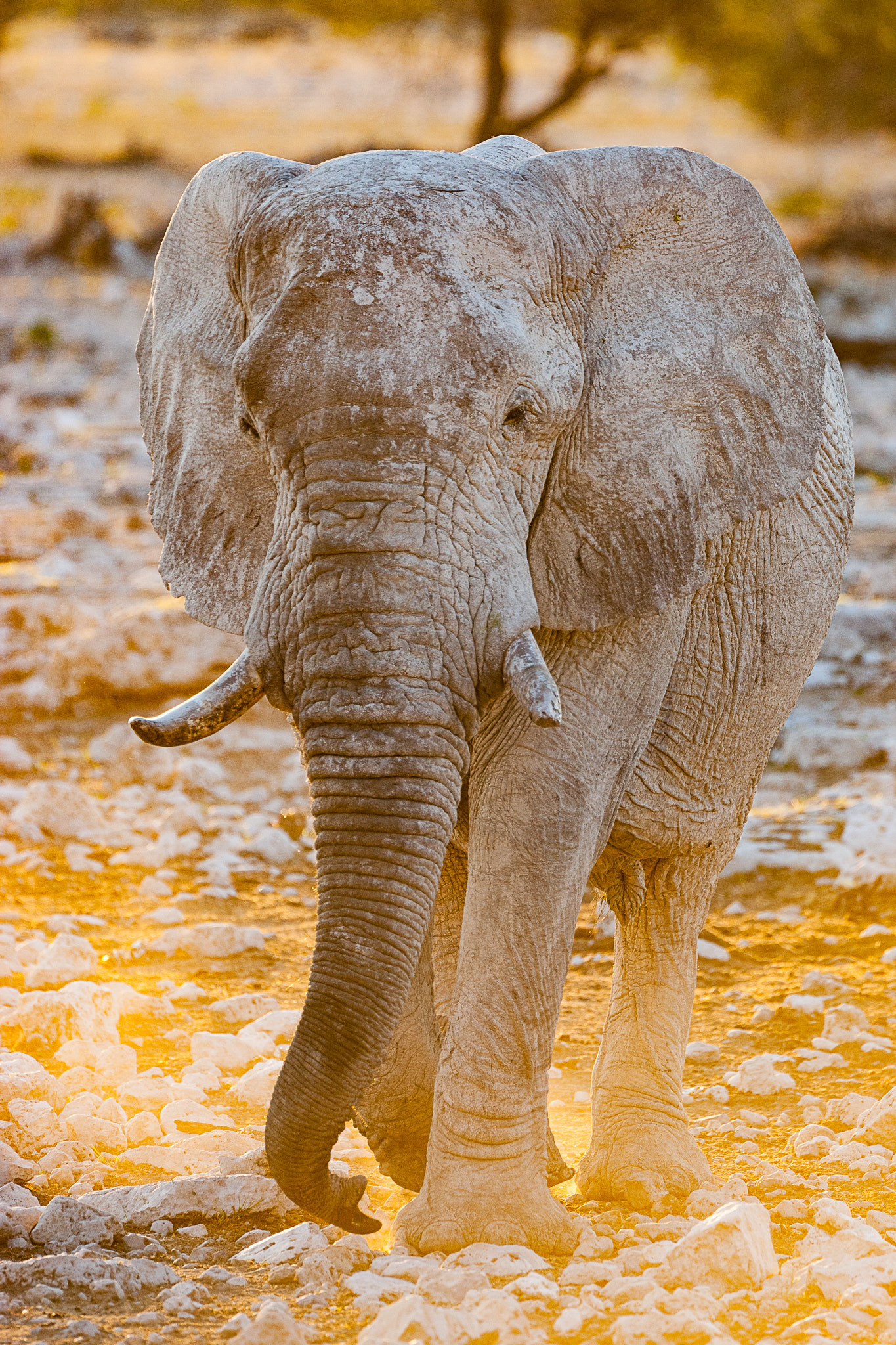 Canon EF 500mm F4L IS USM sample photo. African elephant, etosha. photography