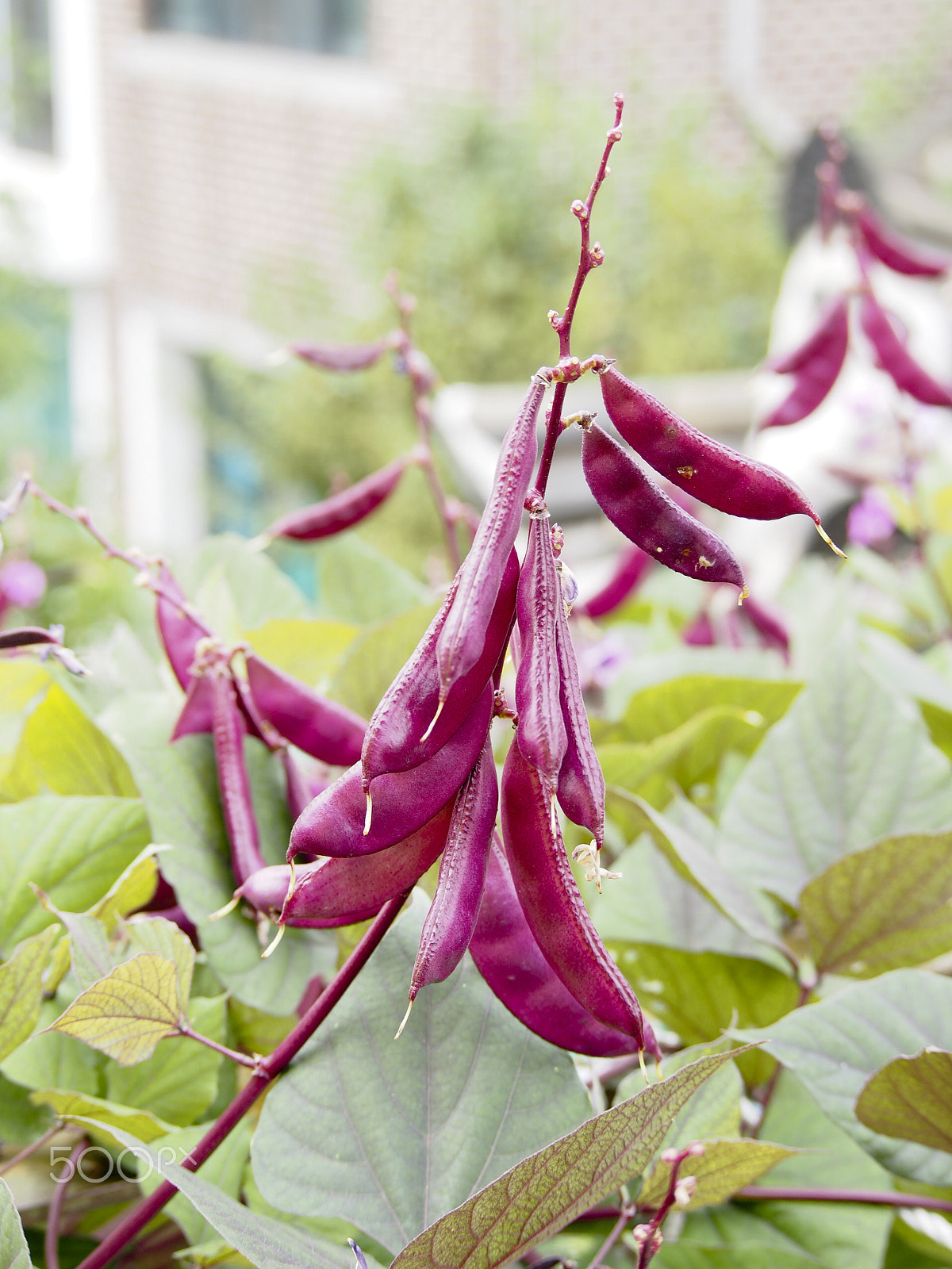 Olympus OM-D E-M5 sample photo. Pink pea pods photography