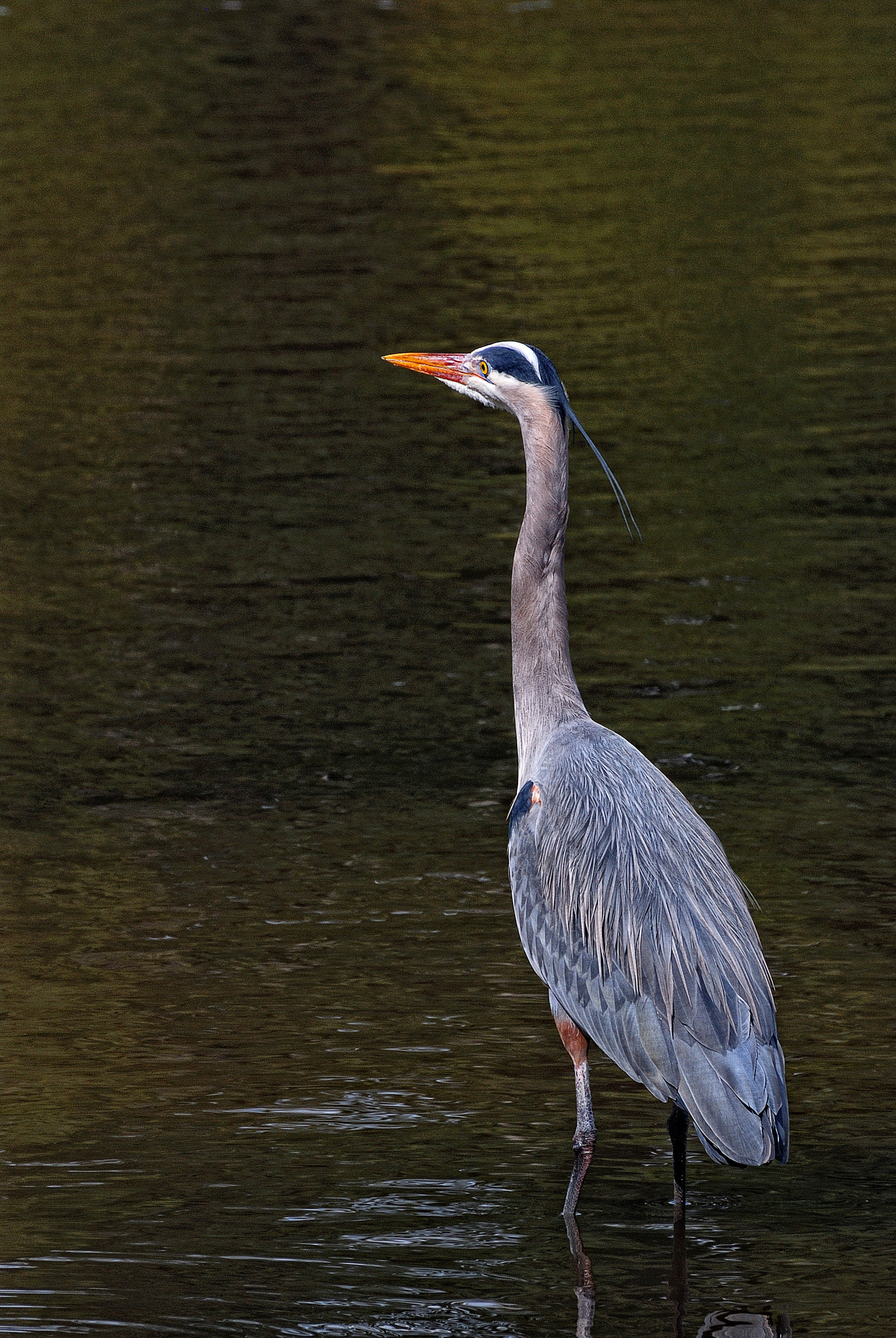Nikon D80 sample photo. Great blue heron photography