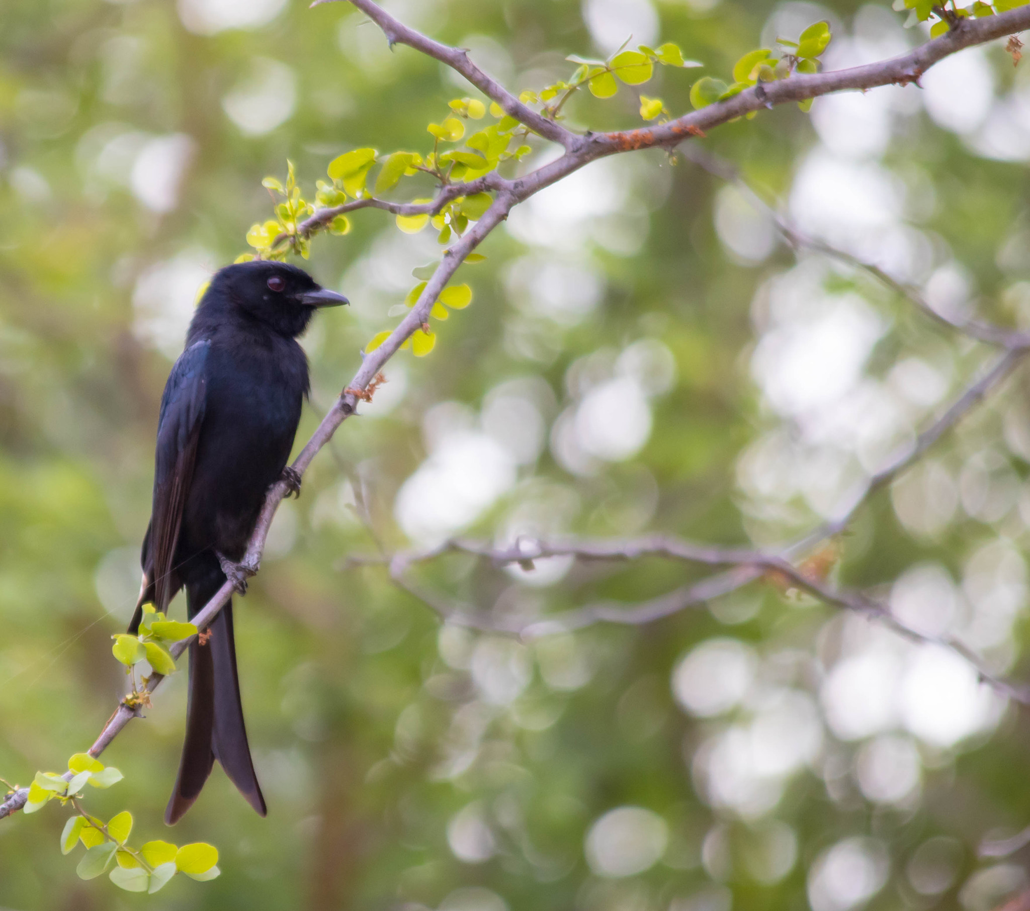 Canon EOS 750D (EOS Rebel T6i / EOS Kiss X8i) + Sigma 150-500mm F5-6.3 DG OS HSM sample photo. Fork tailed drongo photography