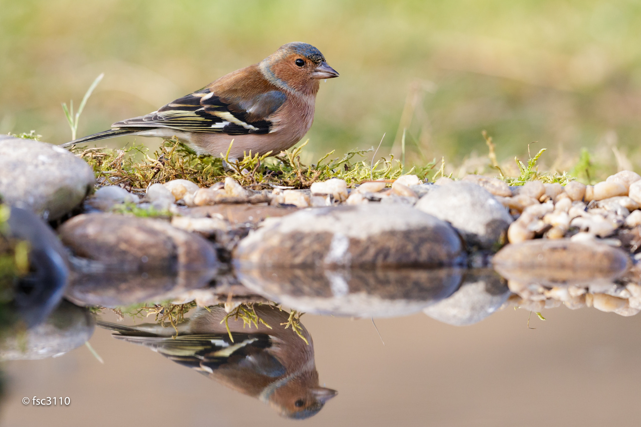 Canon EF 500mm F4L IS II USM sample photo. Common chaffinch at the drink station photography