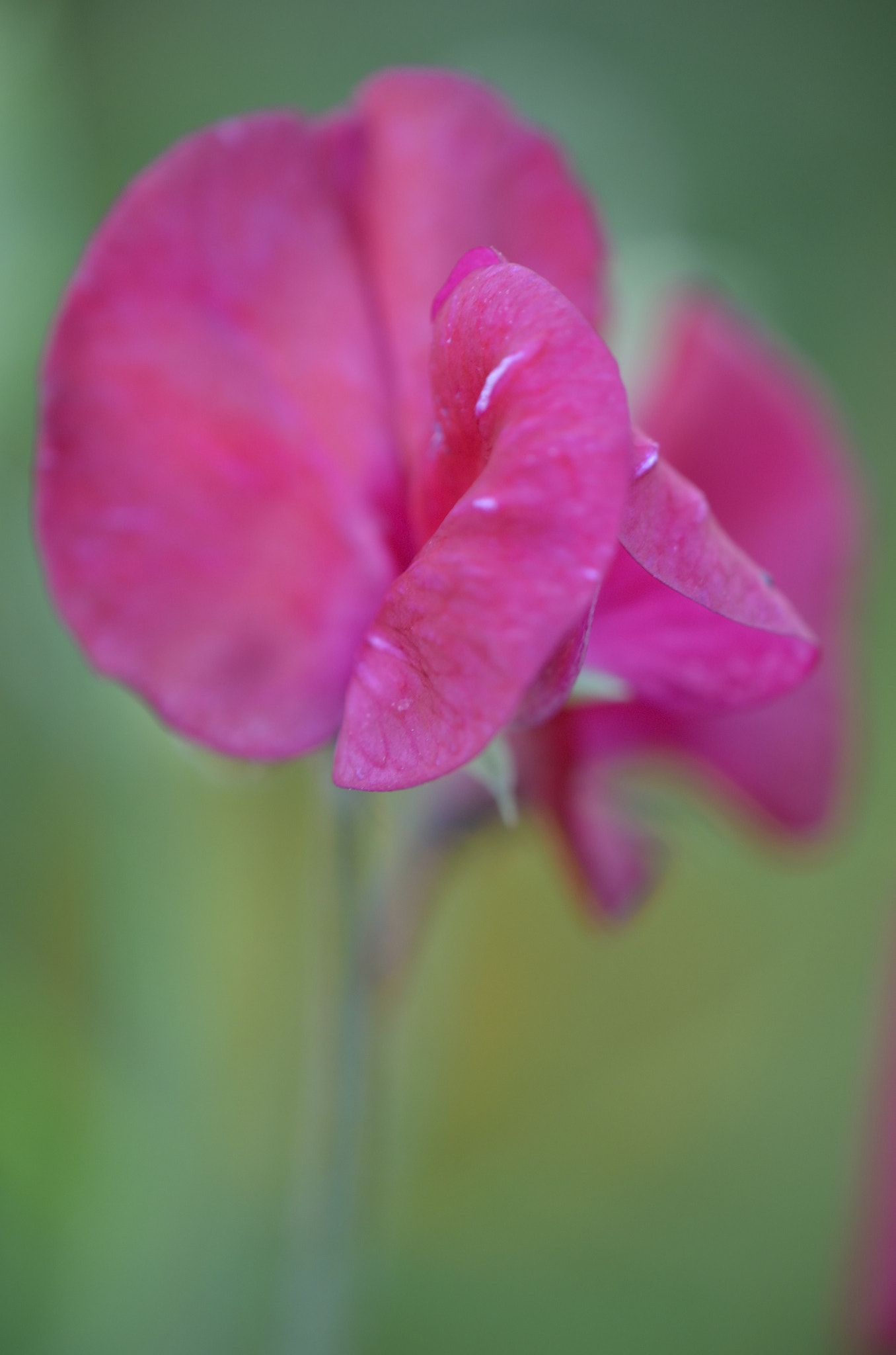 Nikon AF-S DX Micro-Nikkor 85mm F3.5G ED VR sample photo. Pois de senteur photography