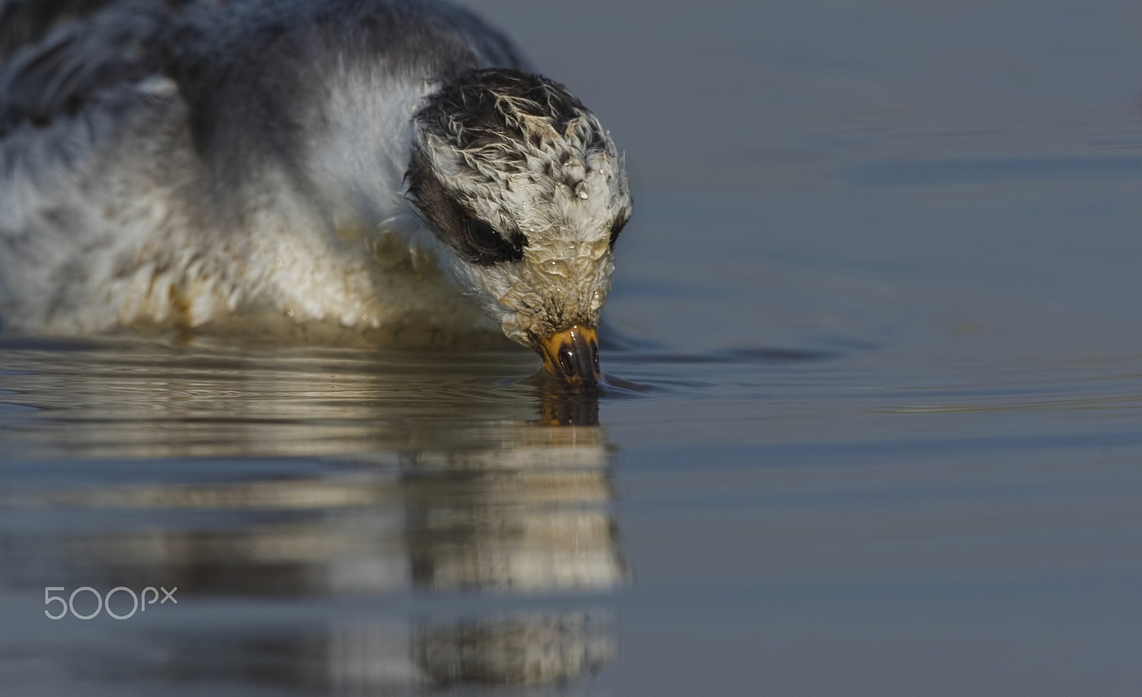 Nikon D750 + Nikon AF-S Nikkor 500mm F4G ED VR sample photo. Red phalarope photography