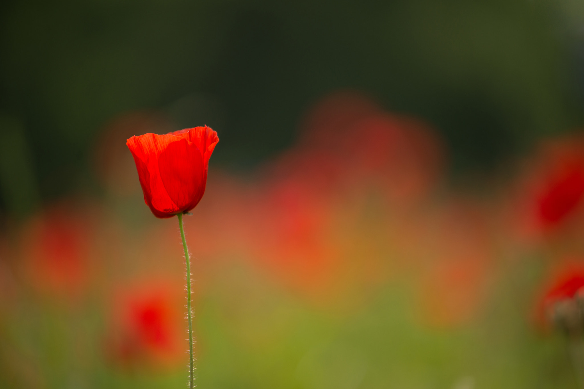 Nikon AF-S Nikkor 70-200mm F4G ED VR sample photo. Papaver photography
