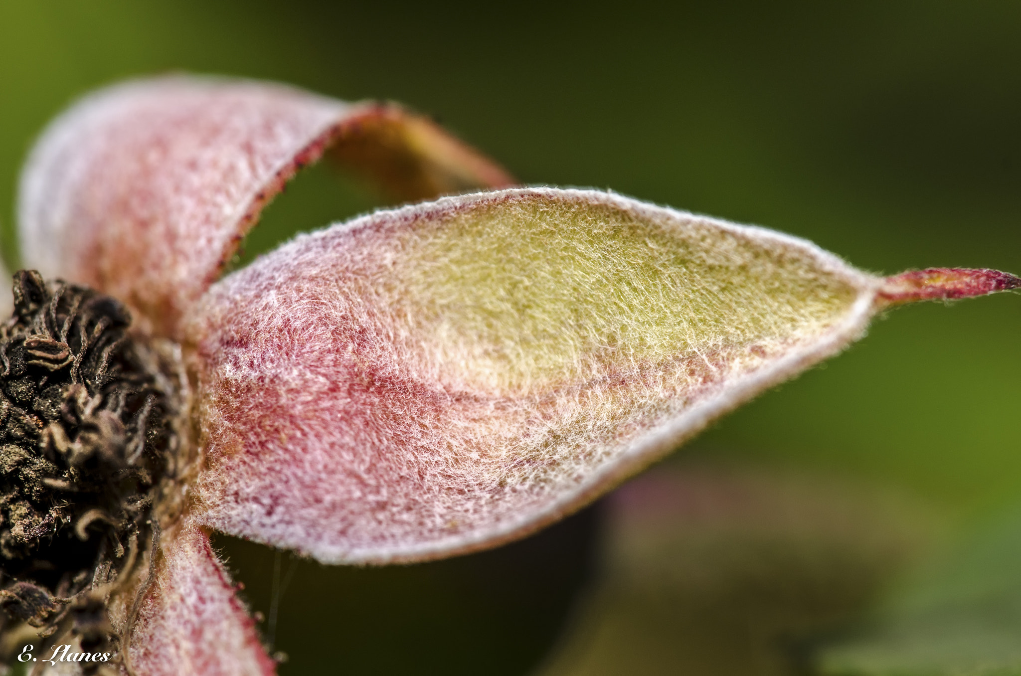 Sigma 150mm F2.8 EX DG Macro HSM sample photo. Flor photography