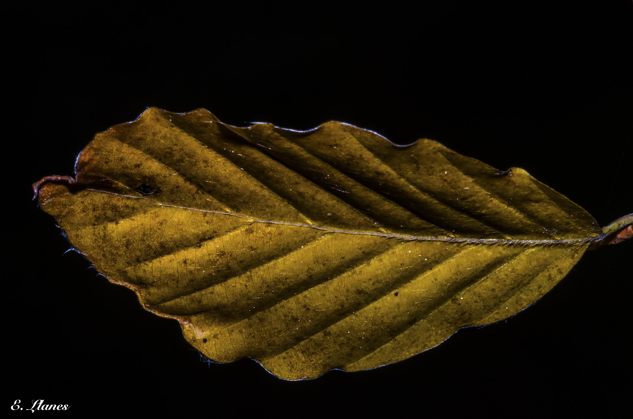 Sigma 150mm F2.8 EX DG Macro HSM sample photo. Hoja photography