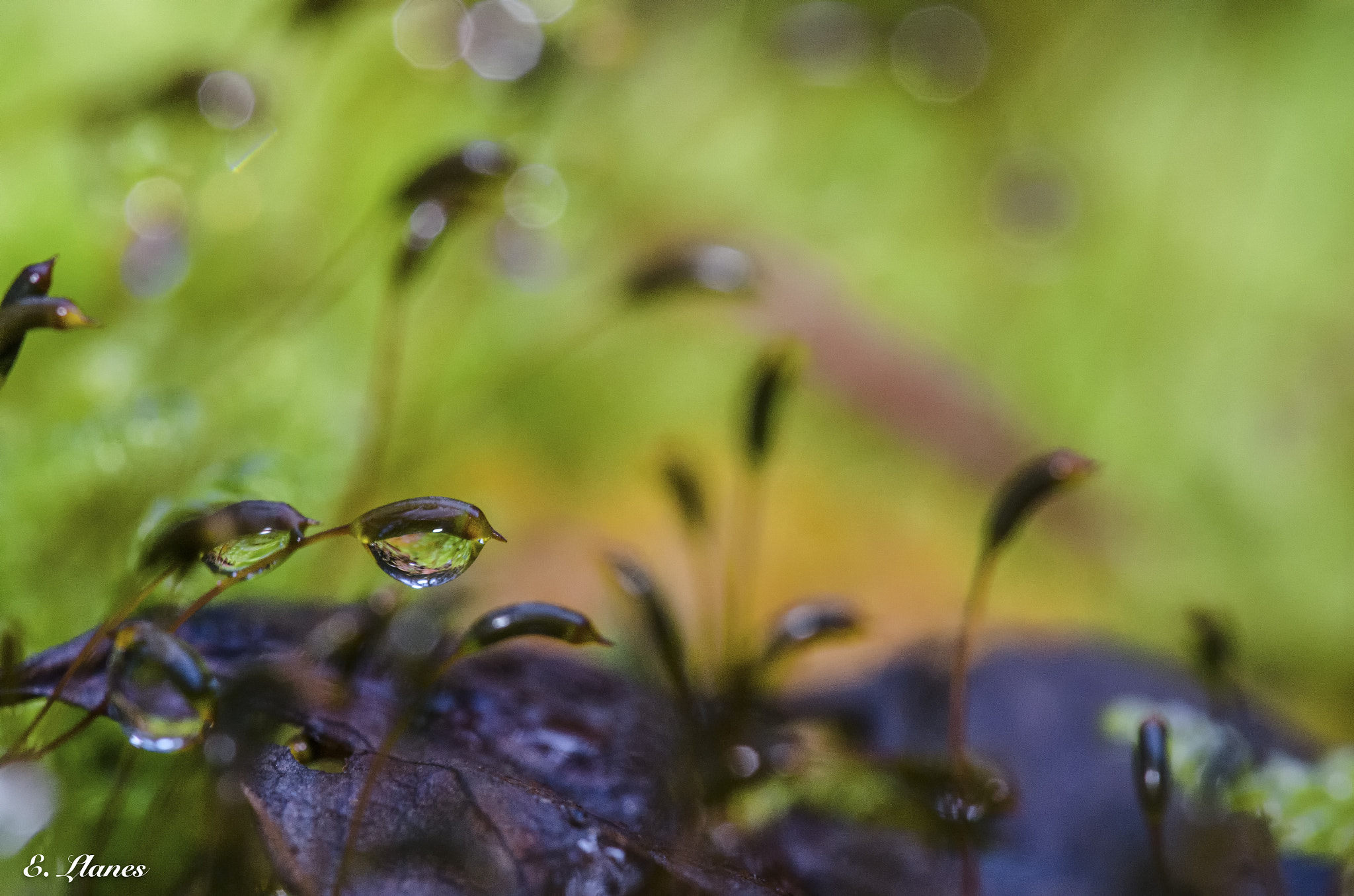 Nikon D7000 + Sigma 150mm F2.8 EX DG Macro HSM sample photo. Lagrimas photography