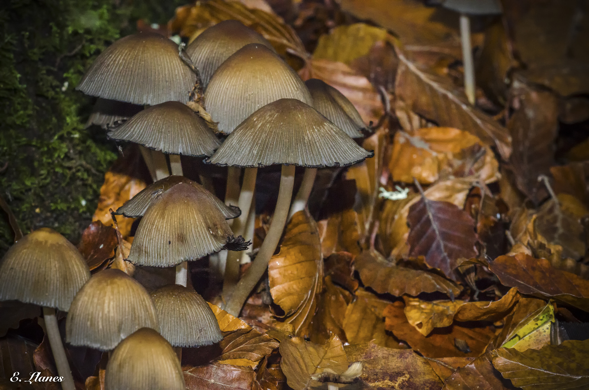 Sigma 150mm F2.8 EX DG Macro HSM sample photo. Setas photography