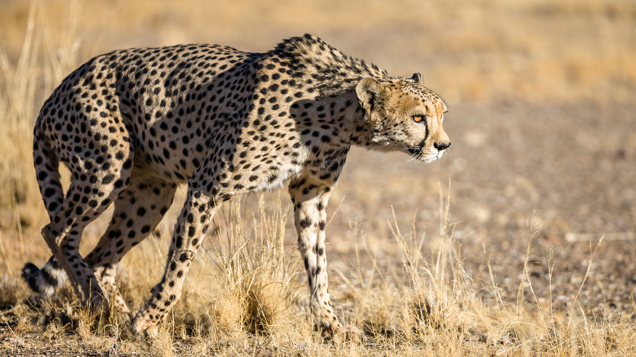 Canon EF 300mm F2.8L IS II USM sample photo. Catwalk photography