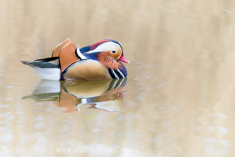 Olympus OM-D E-M5 II + Olympus M.Zuiko Digital ED 40-150mm F2.8 Pro sample photo. Mandarin duck photography
