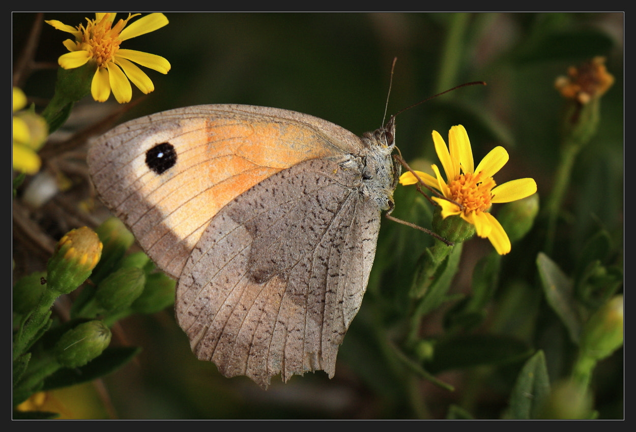Canon EOS 450D (EOS Rebel XSi / EOS Kiss X2) sample photo. Another butterfly photography
