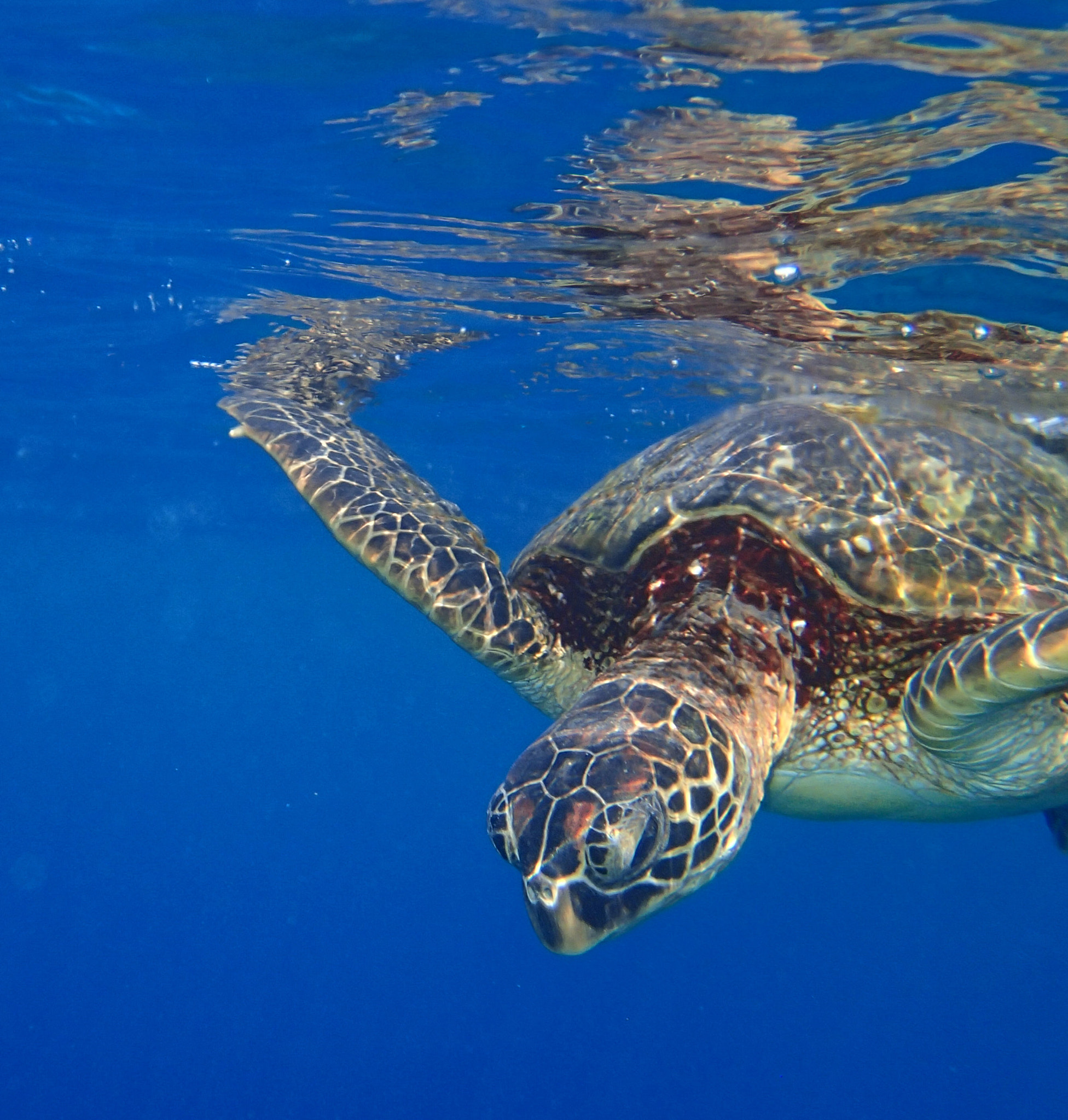 Olympus TG-2 sample photo. Turtle photography