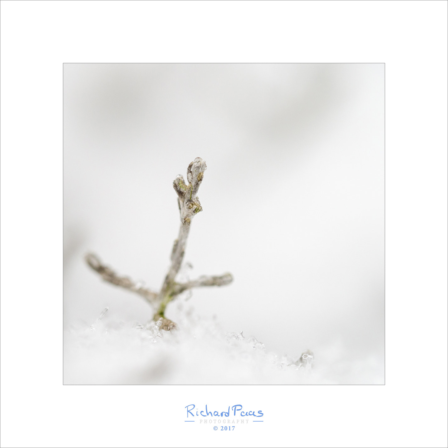 Olympus M.Zuiko Digital ED 60mm F2.8 Macro sample photo. Grey hay in snow photography