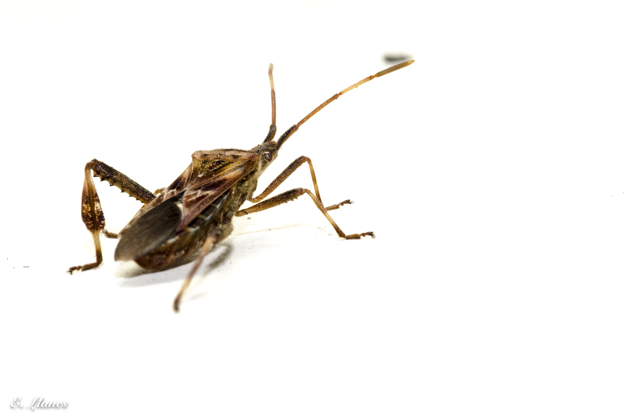Sigma 150mm F2.8 EX DG Macro HSM sample photo. Bichos photography