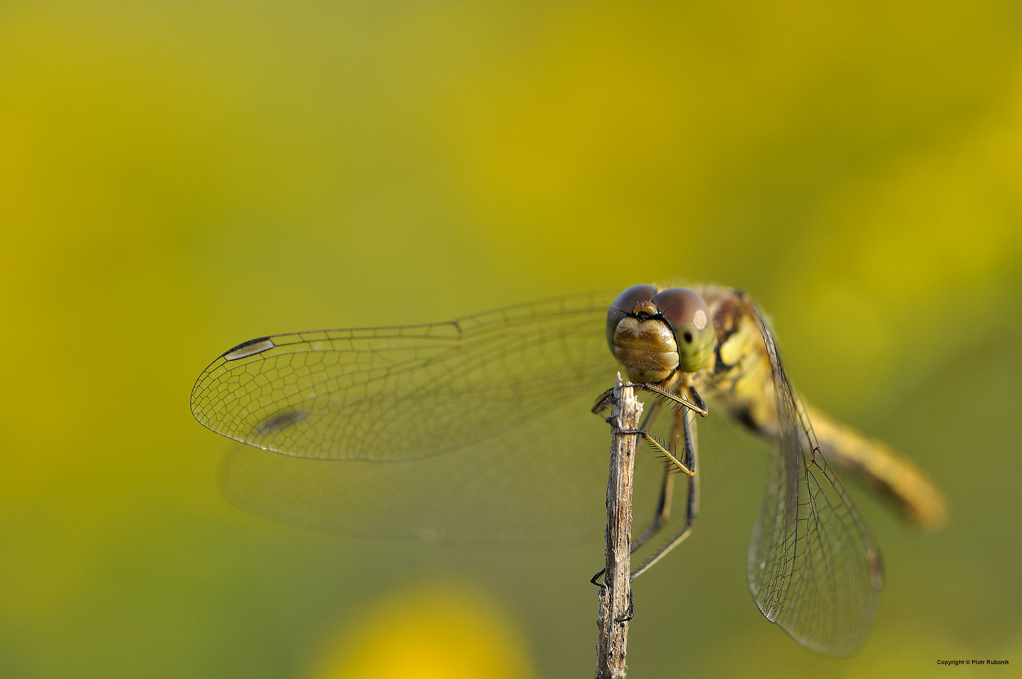 Nikon AF-S DX Micro-Nikkor 85mm F3.5G ED VR sample photo. Dragonfly photography