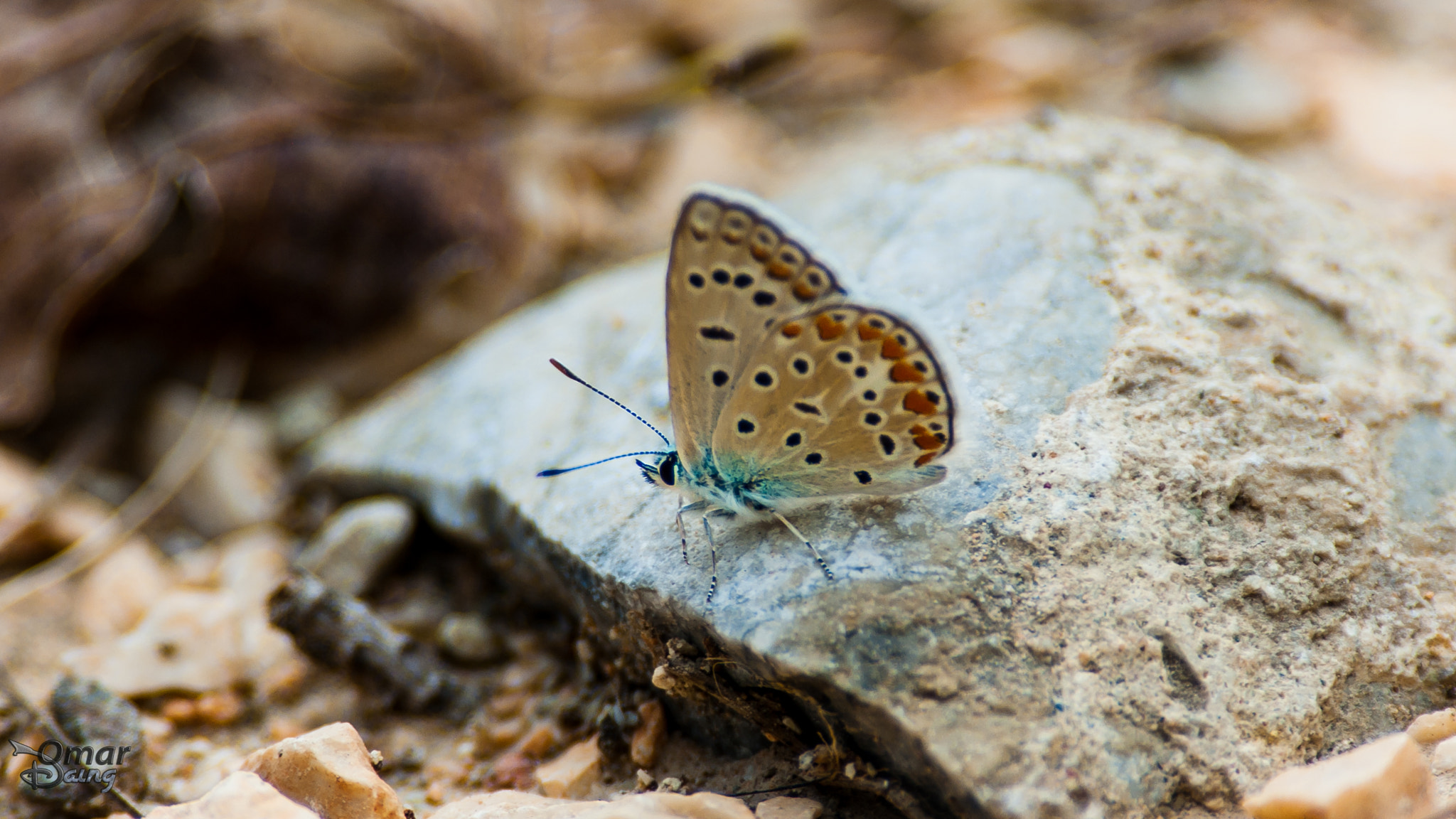 Pentax K10D sample photo. Polyommatus icarus - common blue - Çokgözlü mavi kelebek photography