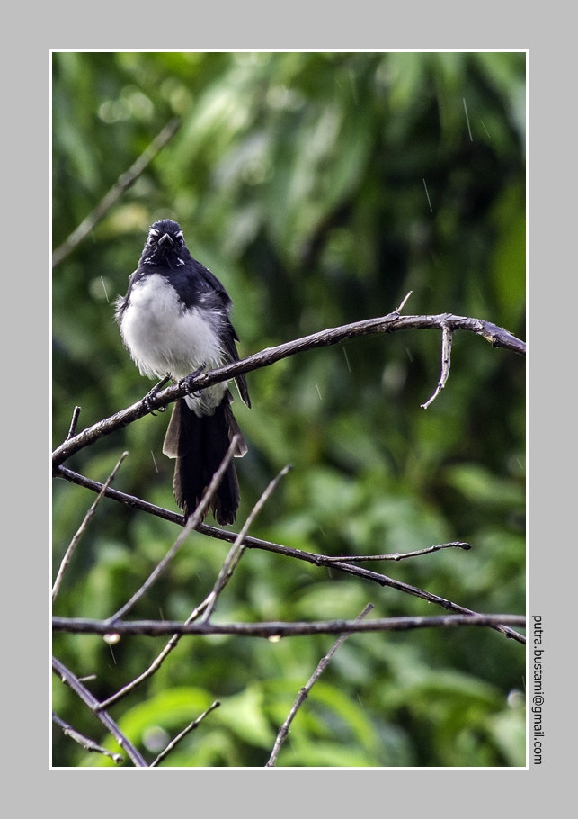 HD Pentax DA 55-300mm F4.0-5.8 ED WR sample photo. Light rain falling into my eyes photography