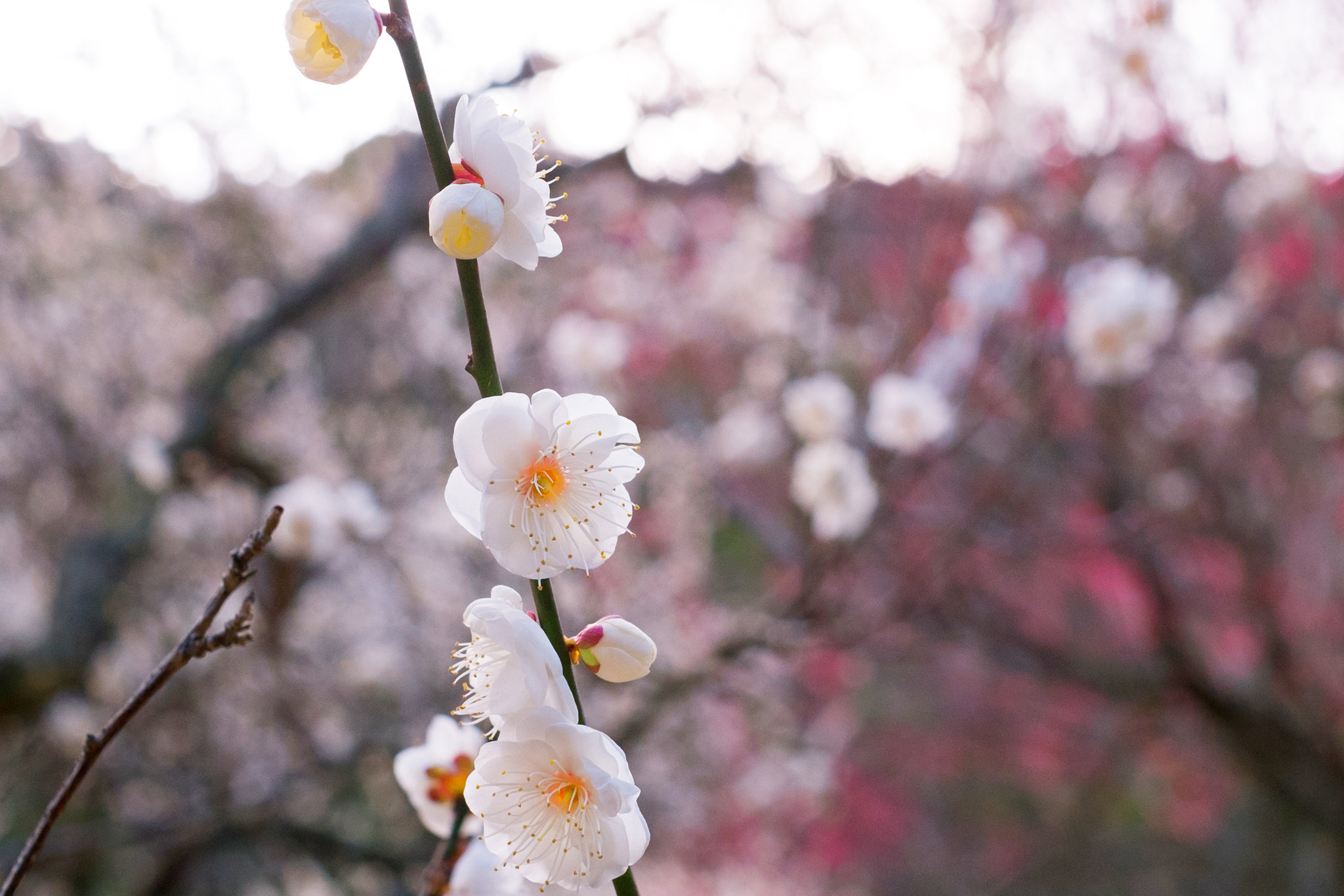 Fujifilm X-M1 + Fujifilm XF 35mm F1.4 R sample photo. New year photography