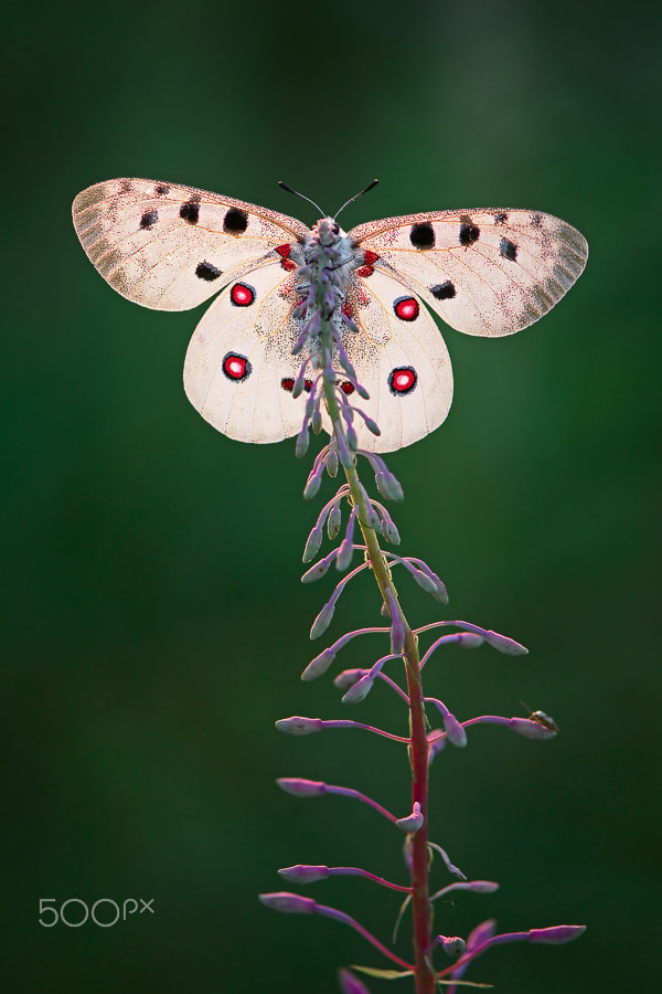 Nikkor 45mm f/2.8 P sample photo. Apollo photography