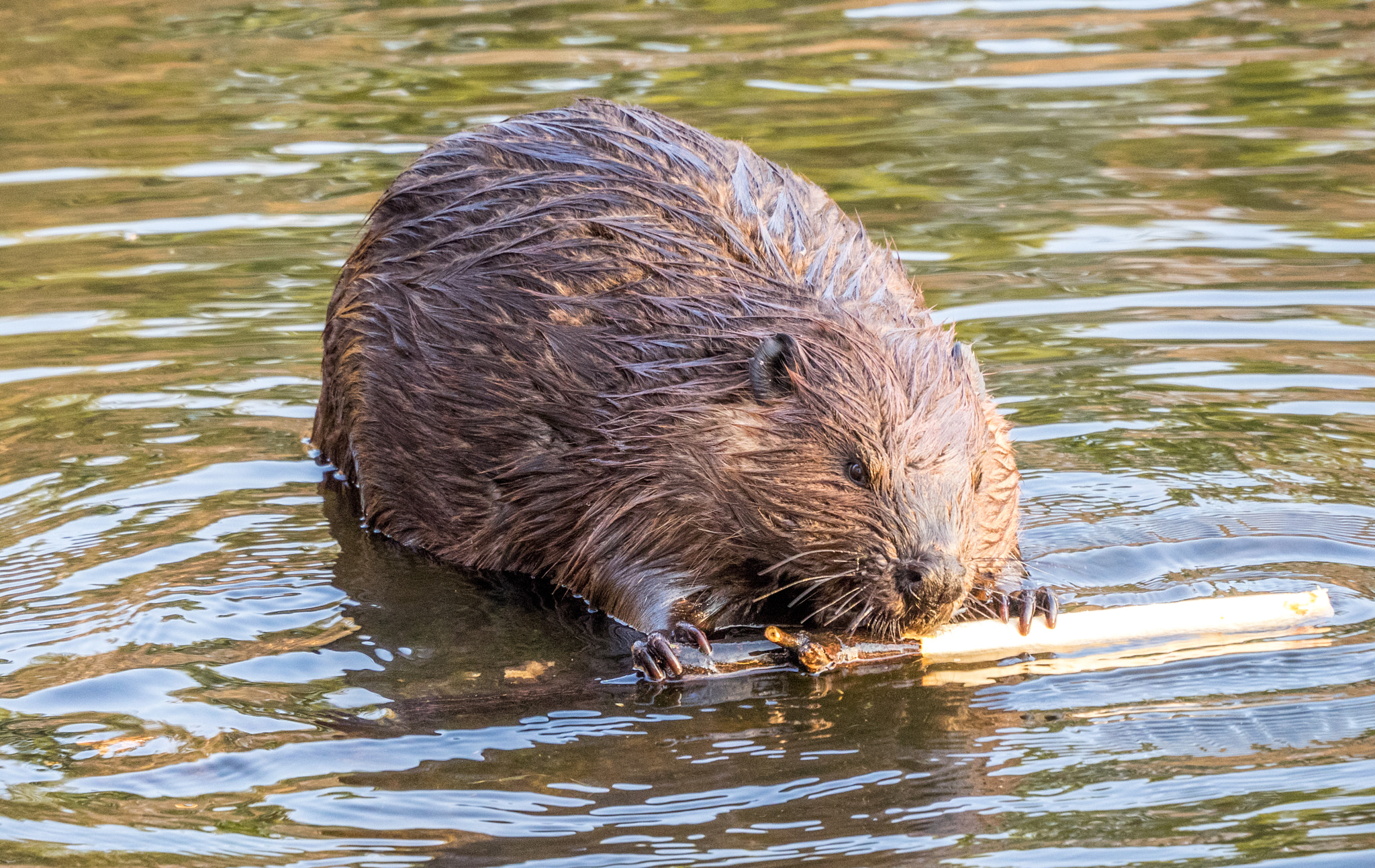 Olympus OM-D E-M1 sample photo. Beaver photography