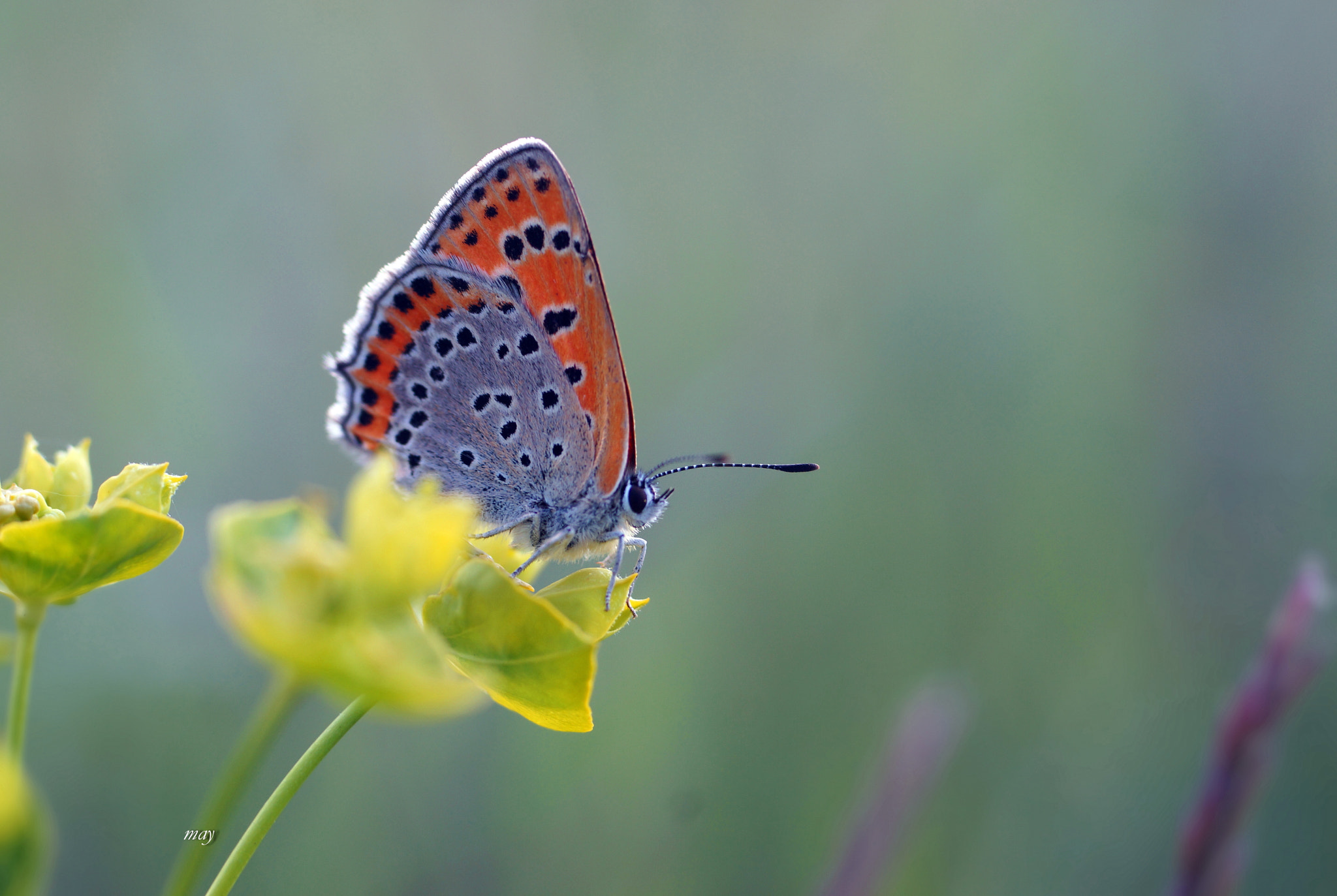 Sony SLT-A65 (SLT-A65V) sample photo. *** photography