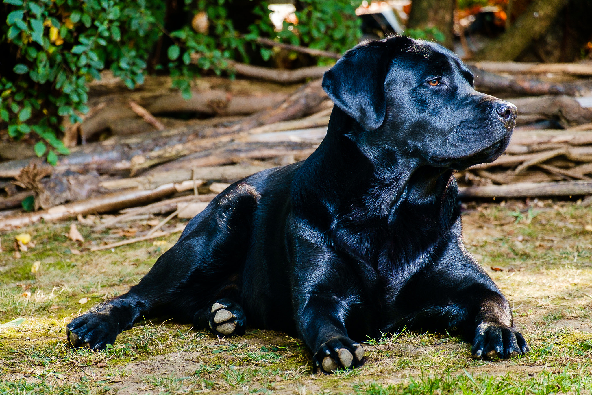 Fujifilm X-Pro1 + Fujifilm XC 50-230mm F4.5-6.7 OIS sample photo. Portrait loki photography