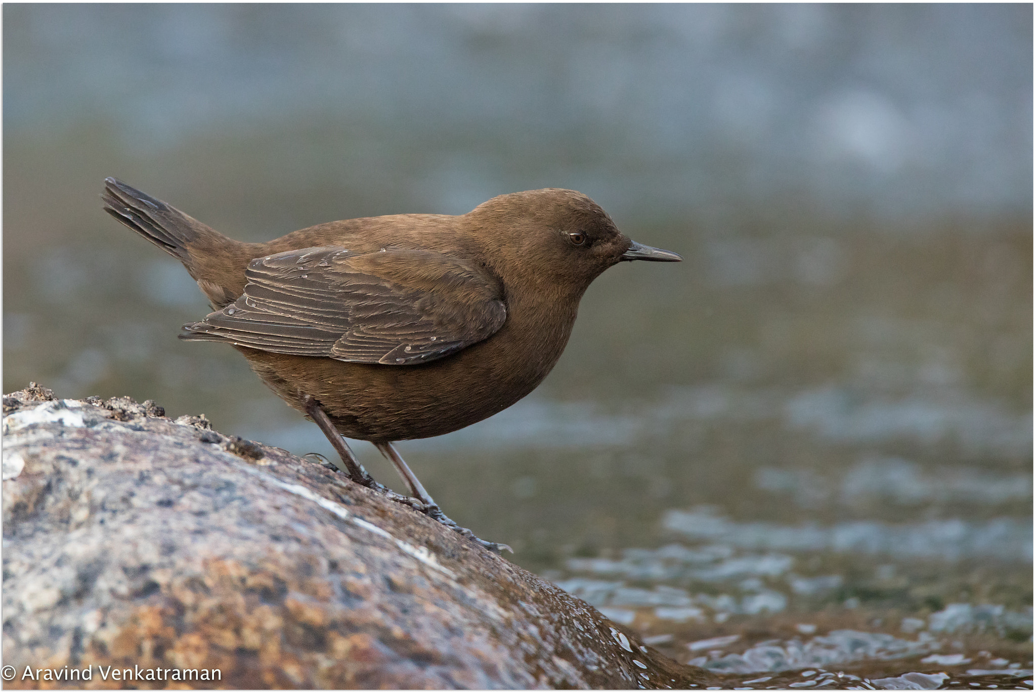 Canon EF 500mm F4L IS USM sample photo. Brown dipper photography