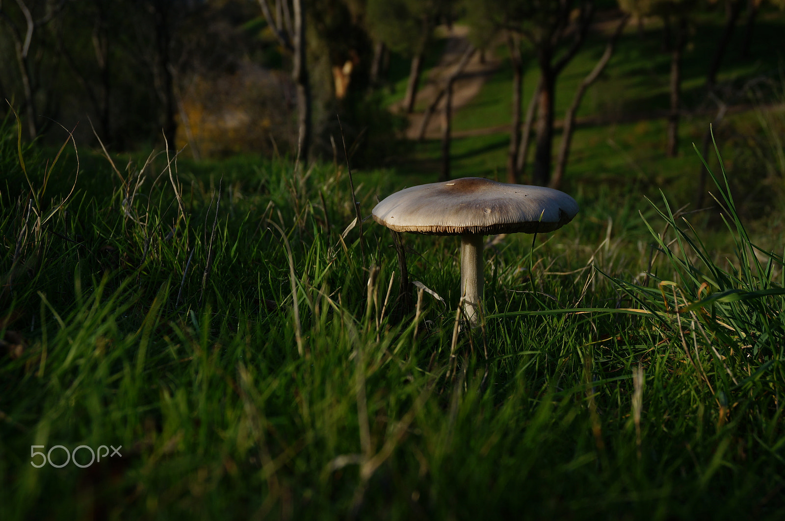 Sony E 18-50mm F4-5.6 sample photo. White mushroom photography
