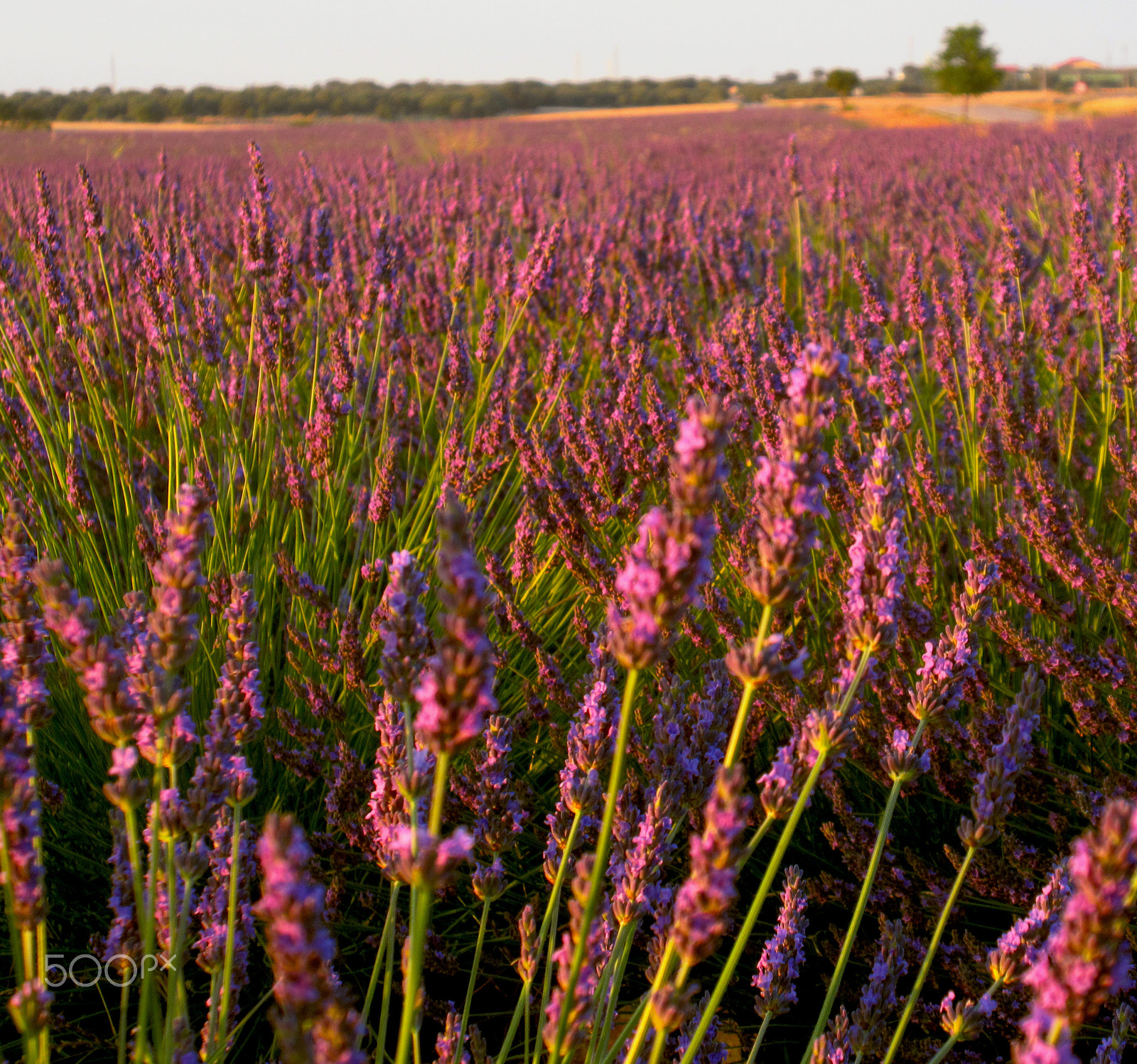 Canon PowerShot ELPH 340 HS (IXUS 265 HS / IXY 630) sample photo. Lavender photography