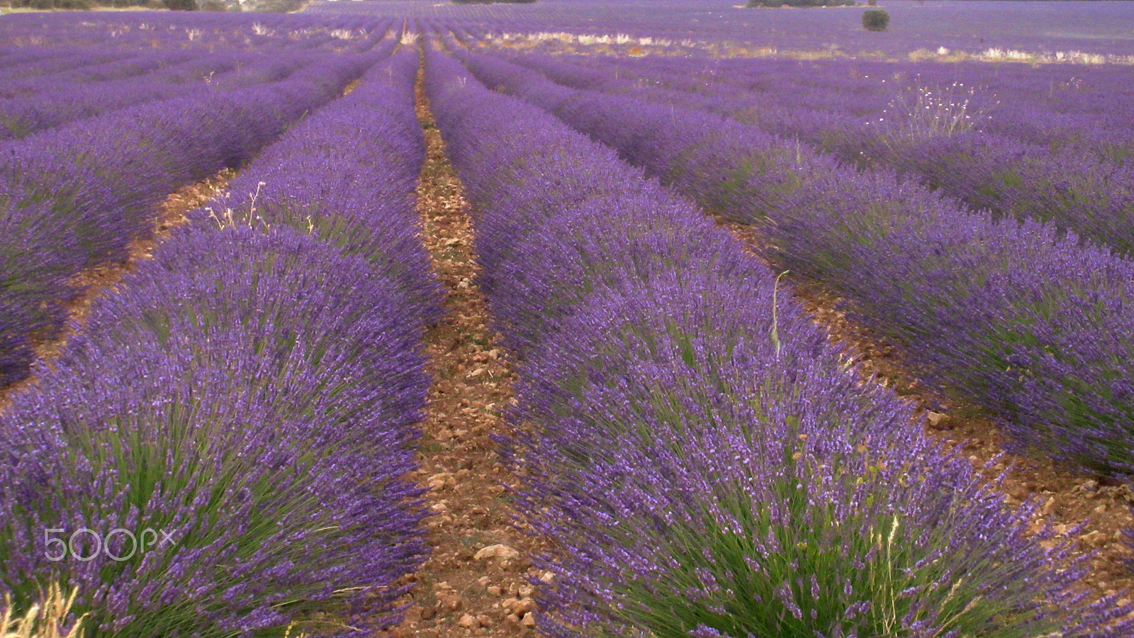 Canon PowerShot ELPH 340 HS (IXUS 265 HS / IXY 630) sample photo. Lavender field photography