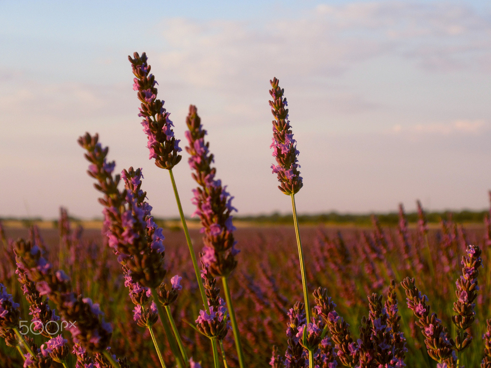 Canon PowerShot ELPH 340 HS (IXUS 265 HS / IXY 630) sample photo. Lavender photography