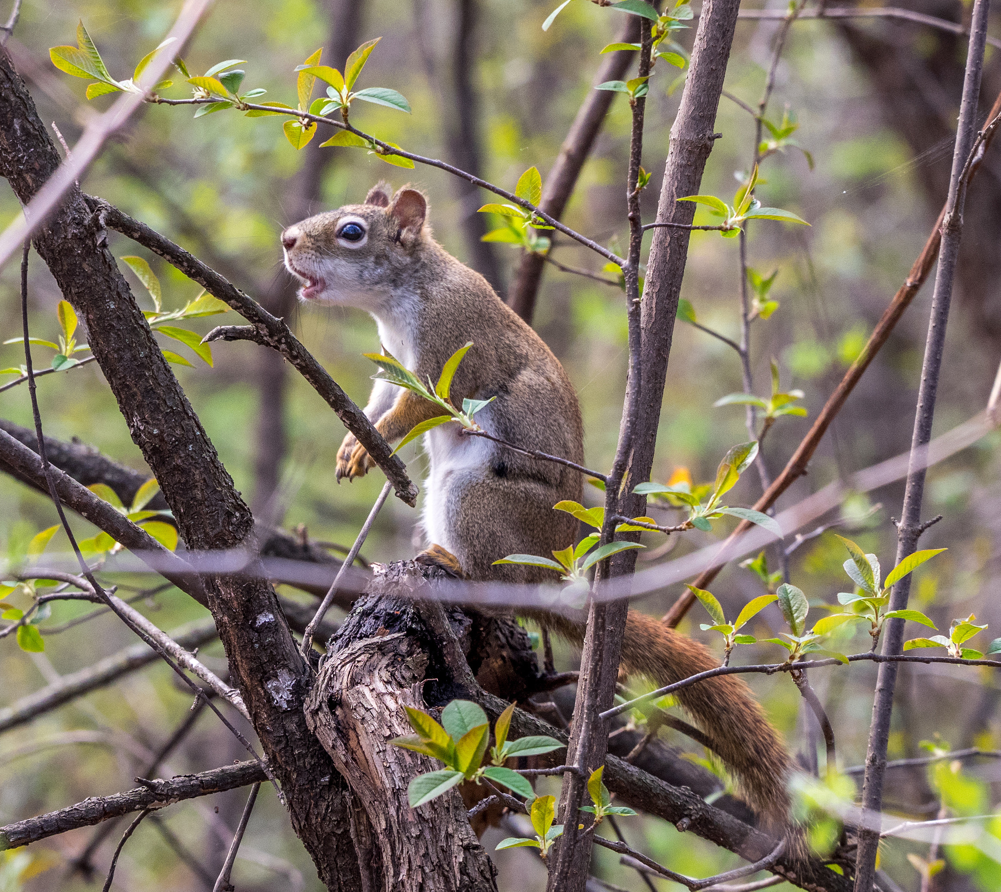 Olympus OM-D E-M1 sample photo. Squirrel calling photography
