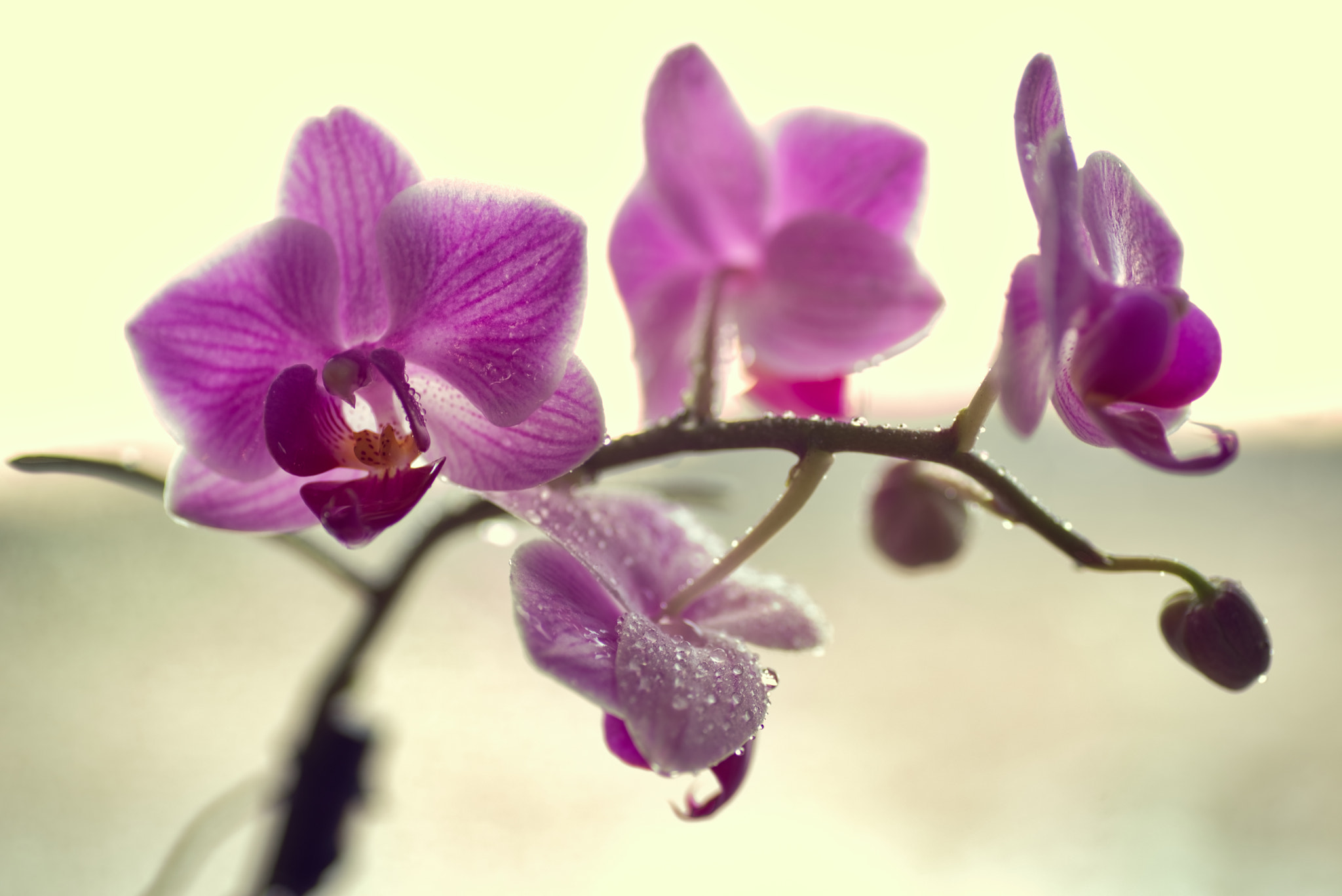 Tamron SP AF 90mm F2.8 Di Macro sample photo. Orchid photography