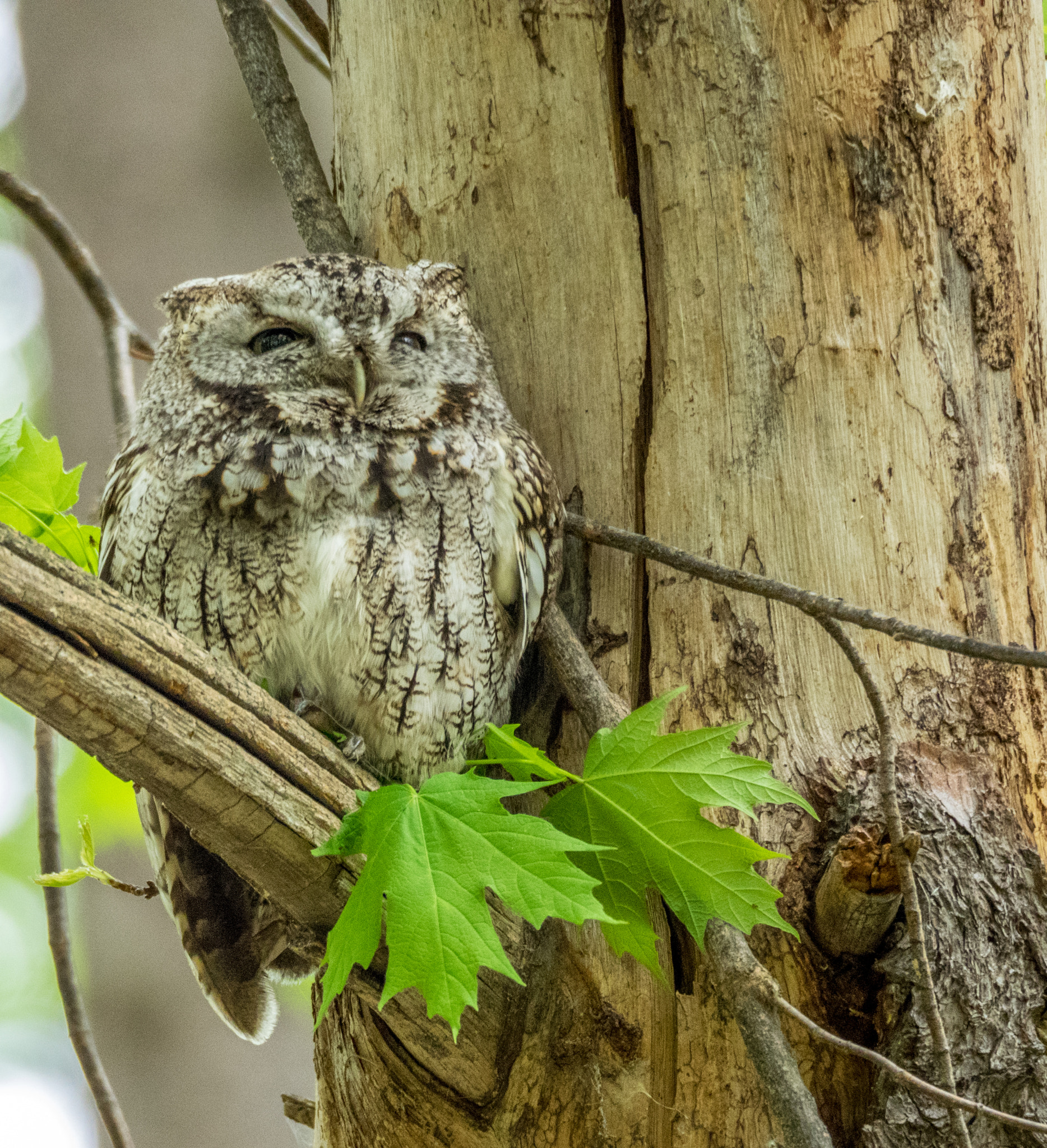 Olympus OM-D E-M1 sample photo. Screech owl photography