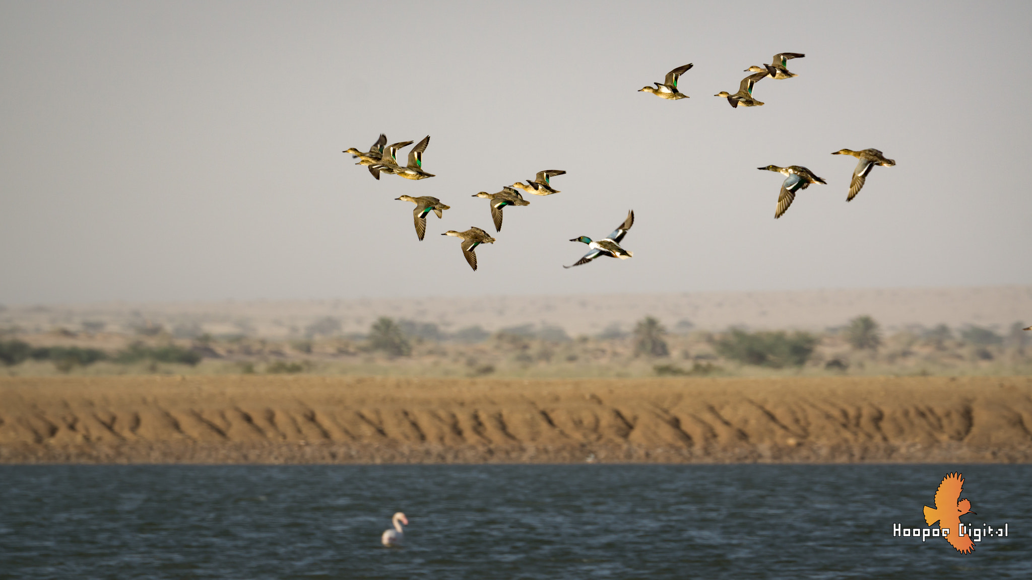 Sony a6000 sample photo. Ducks photography