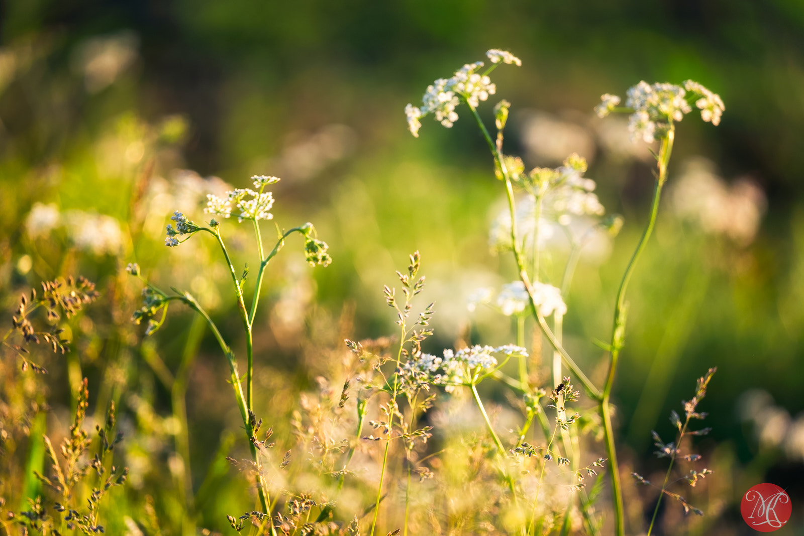 Fujifilm X-E2 + Fujifilm XF 55-200mm F3.5-4.8 R LM OIS sample photo. I want to keep summer forever.. photography