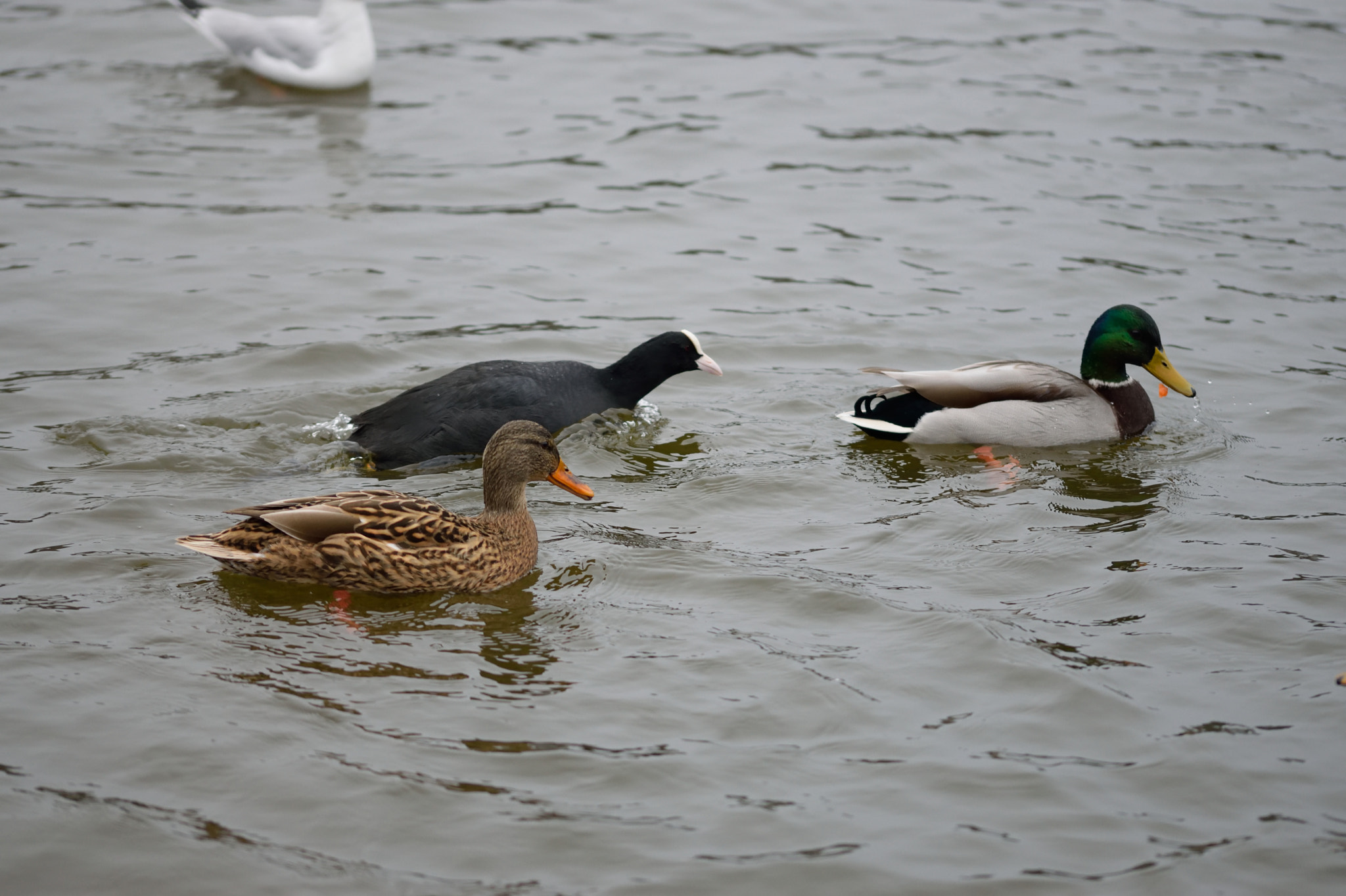 Sigma 105mm F2.8 EX DG OS HSM sample photo. Duckies photography