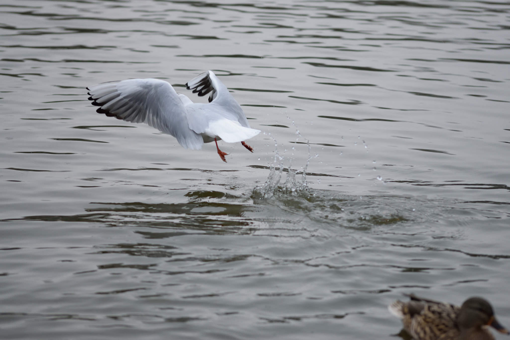 Sigma 105mm F2.8 EX DG OS HSM sample photo. Gull photography