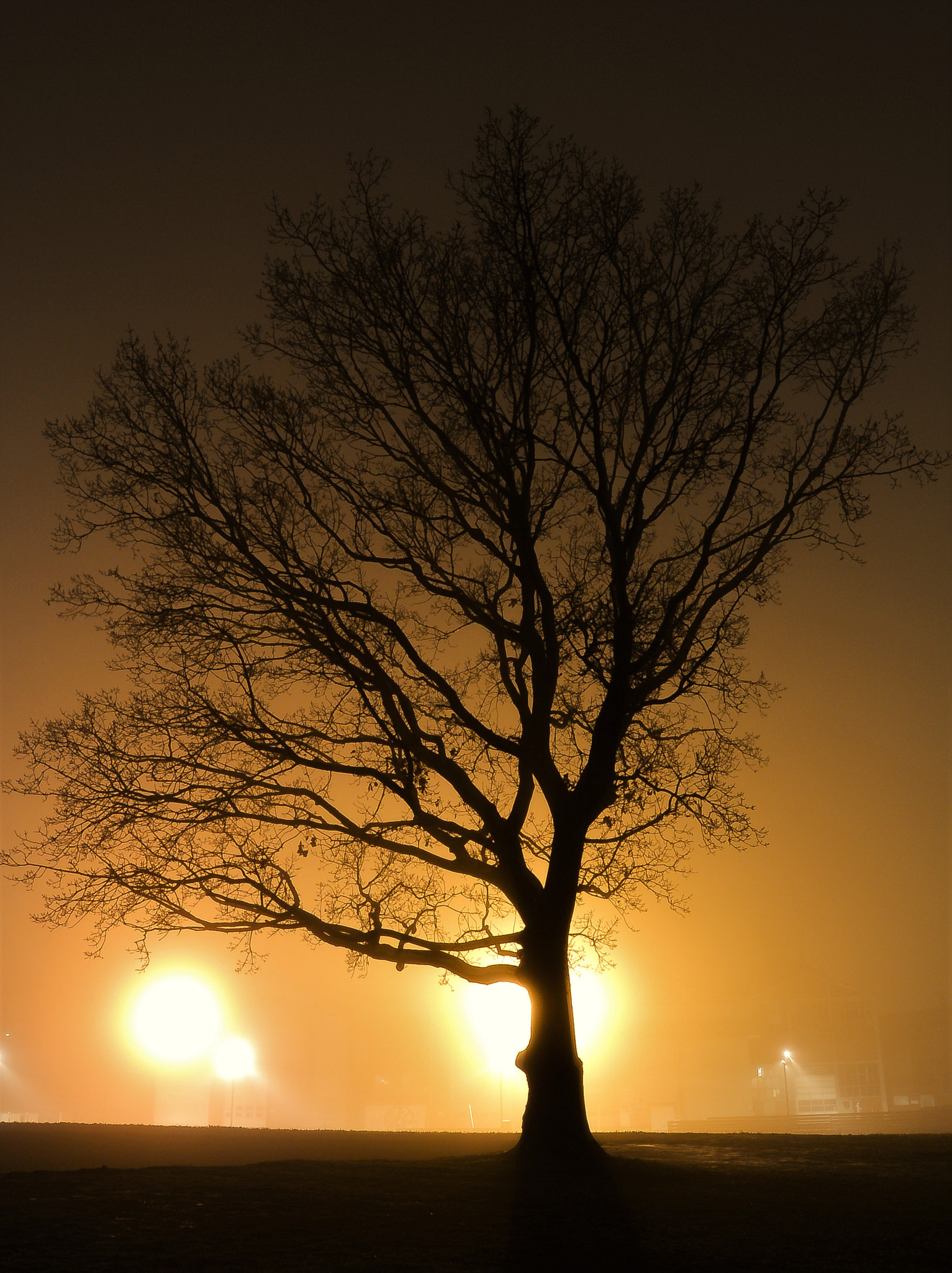Nikon 1 S1 sample photo. The tree and the fog... photography