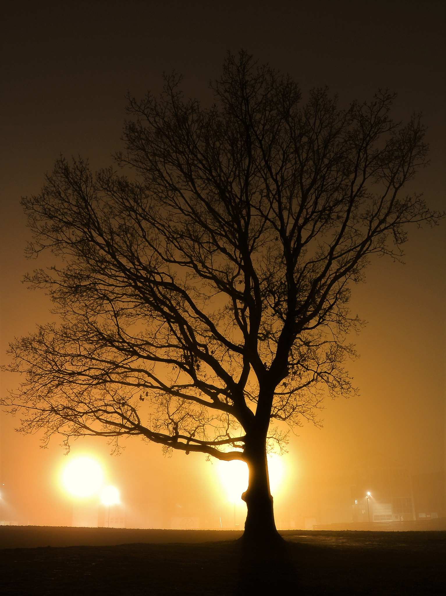 Nikon 1 Nikkor 11-27.5mm F3.5-5.6 sample photo. The tree and the fog... photography