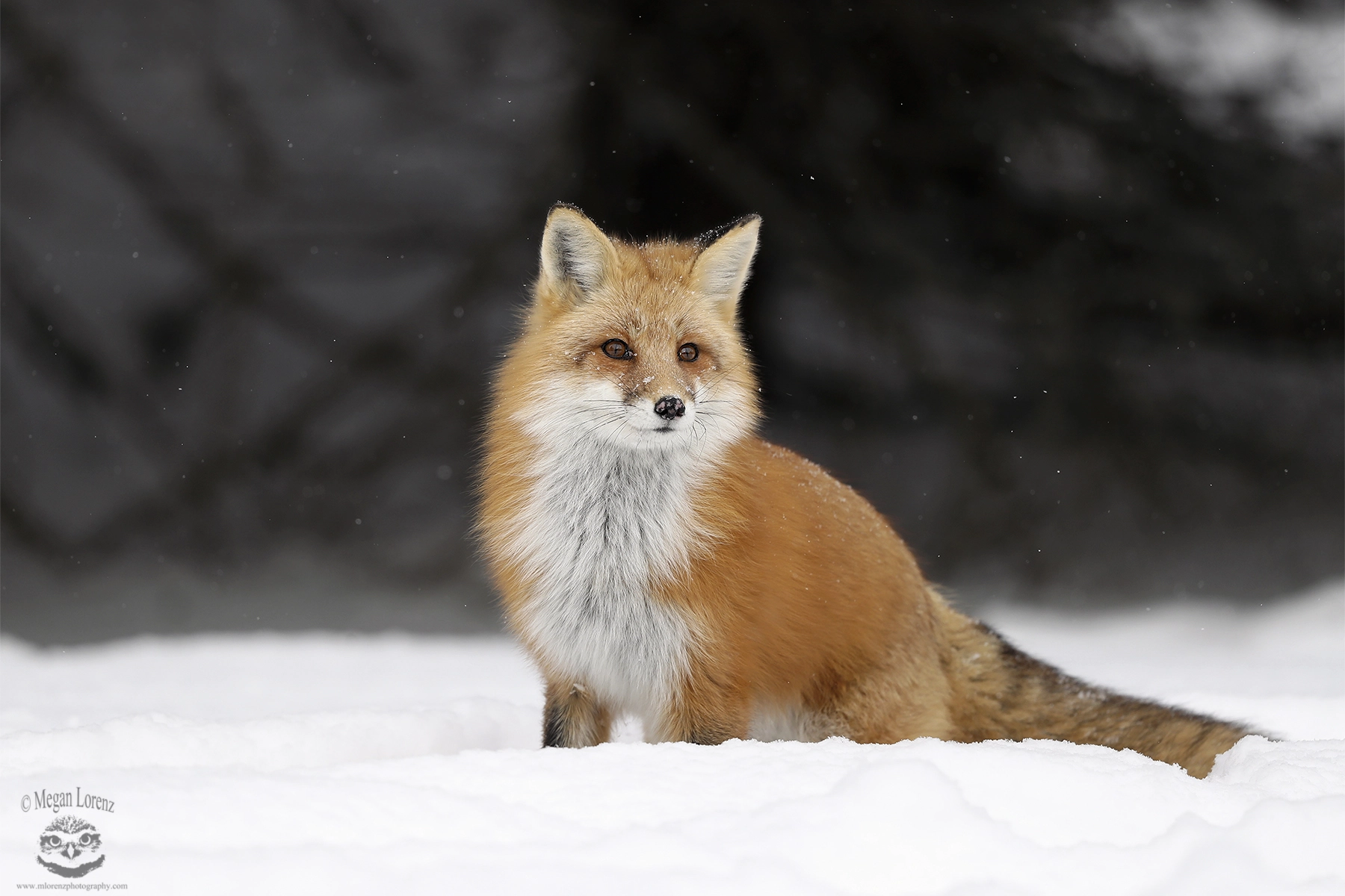 Canon EF 500mm F4L IS II USM sample photo. Winter wonders photography